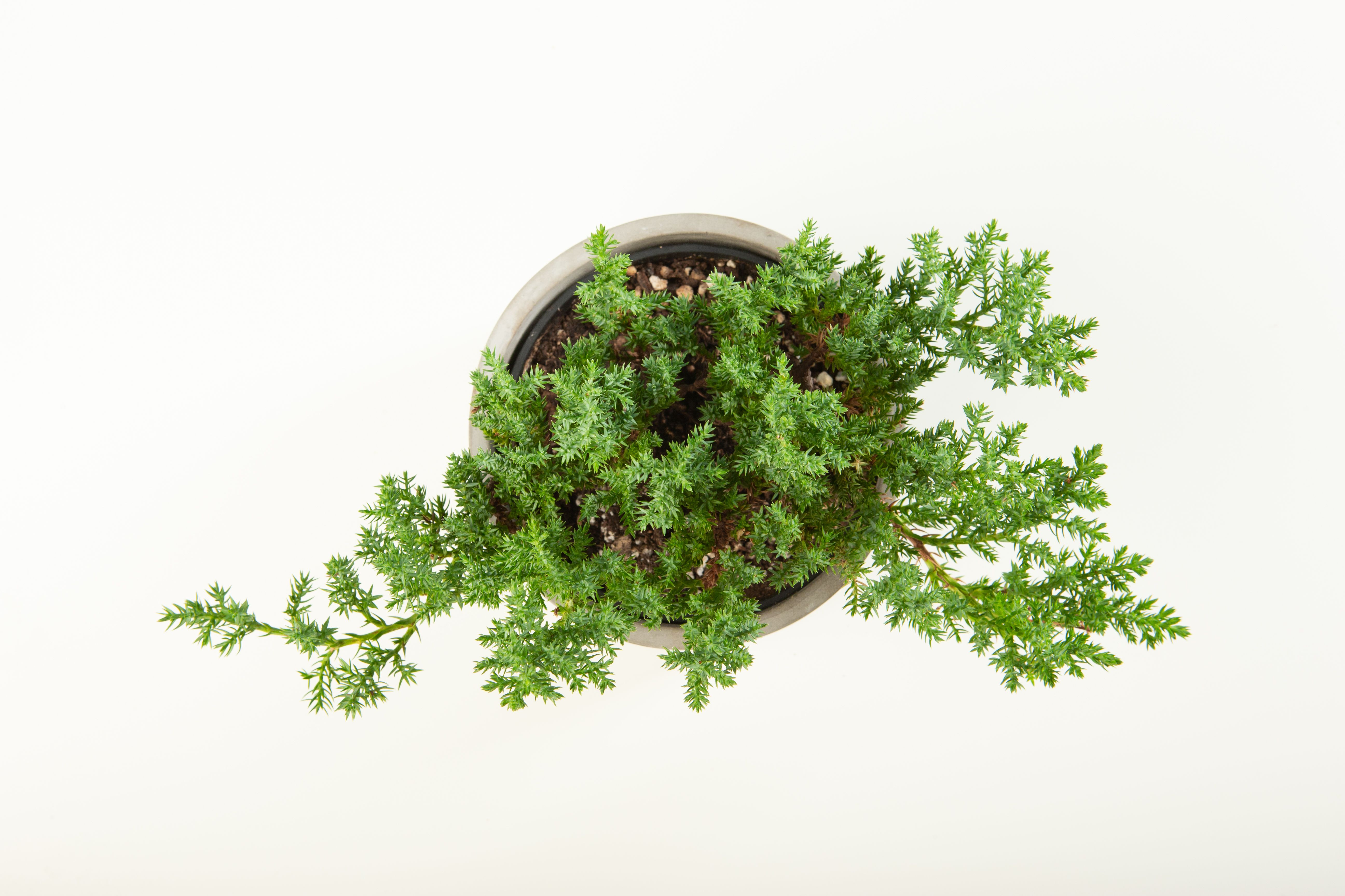 indoor plants