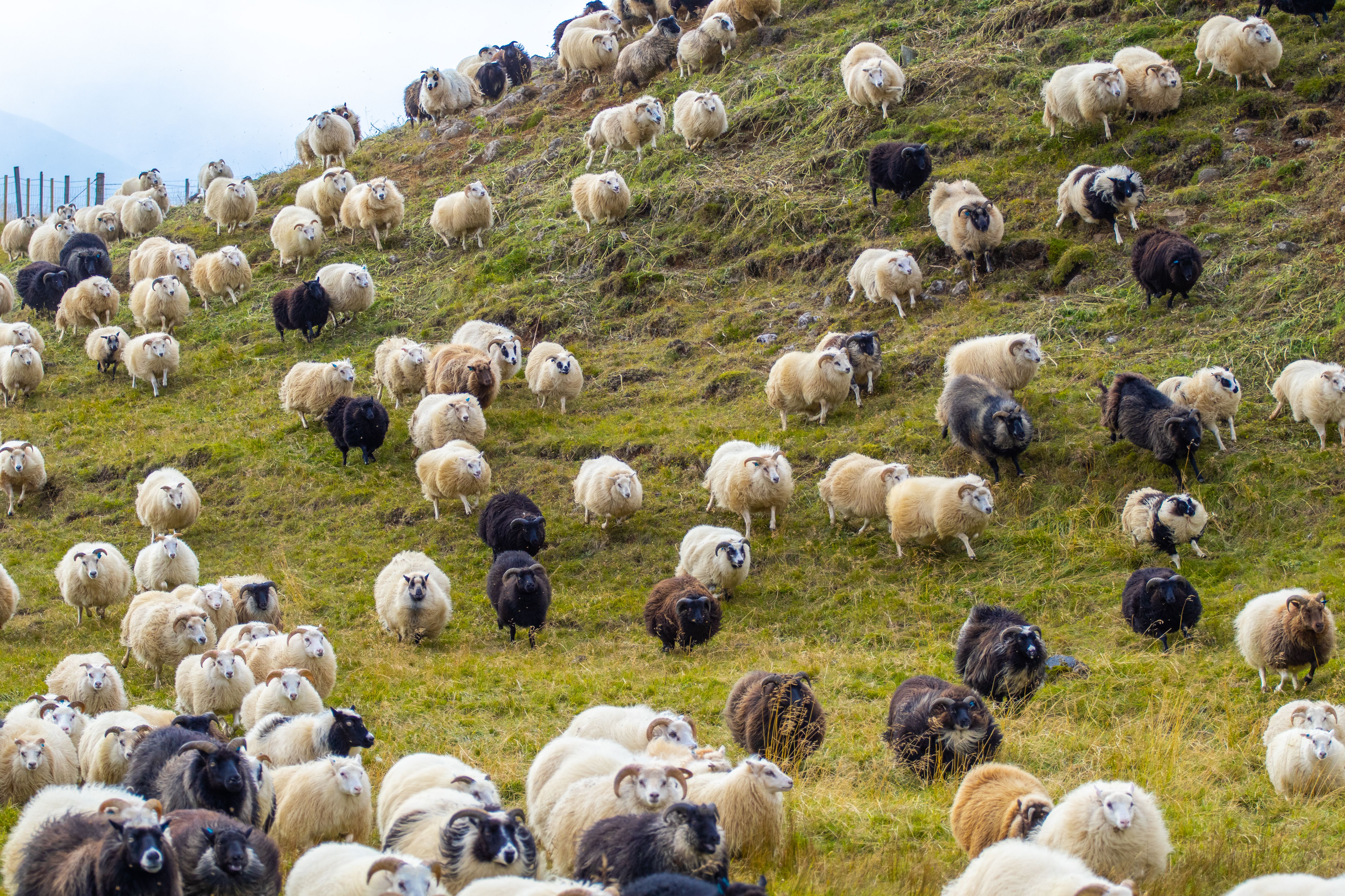 Icelandic Sheep Graze in the Mountain Meadow, Group of Domestic Animal in Pure and Clear Nature. Beautiful Icelandic Highlands. Ecologically Clean Lamb Meat and Wool Production. Scenic Area