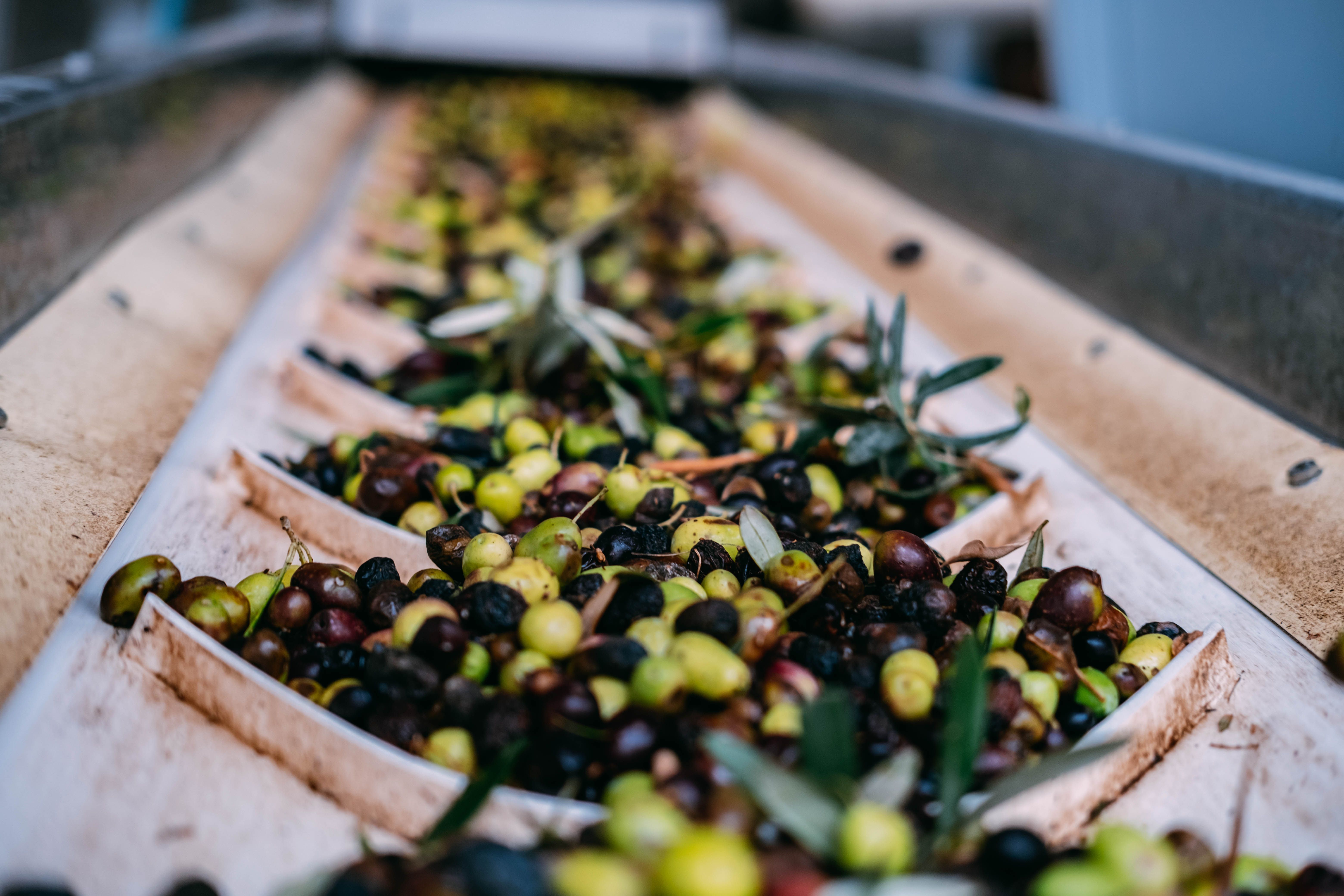 olive oil production