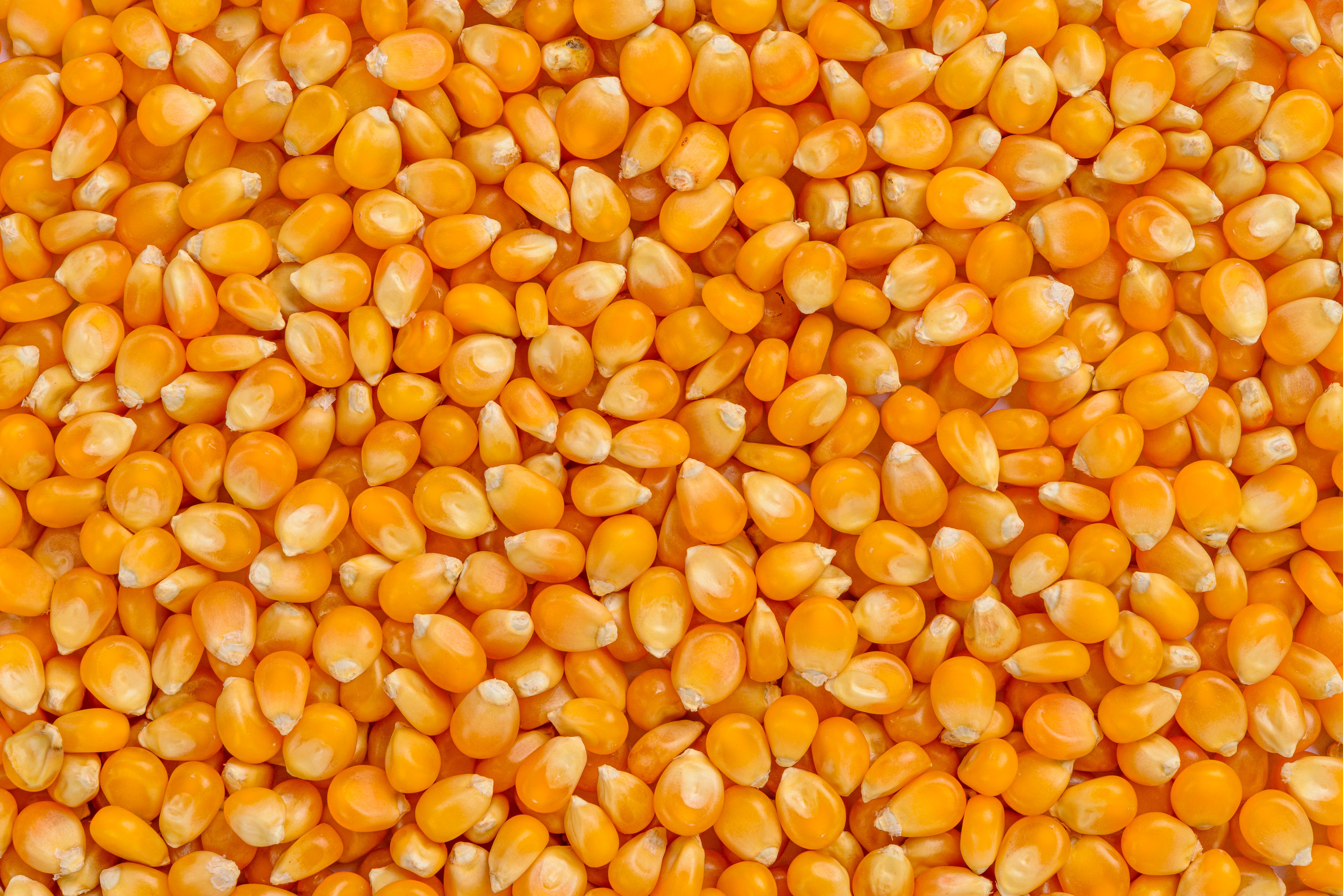 Full frame of corn cereal Full frame of corn cereal