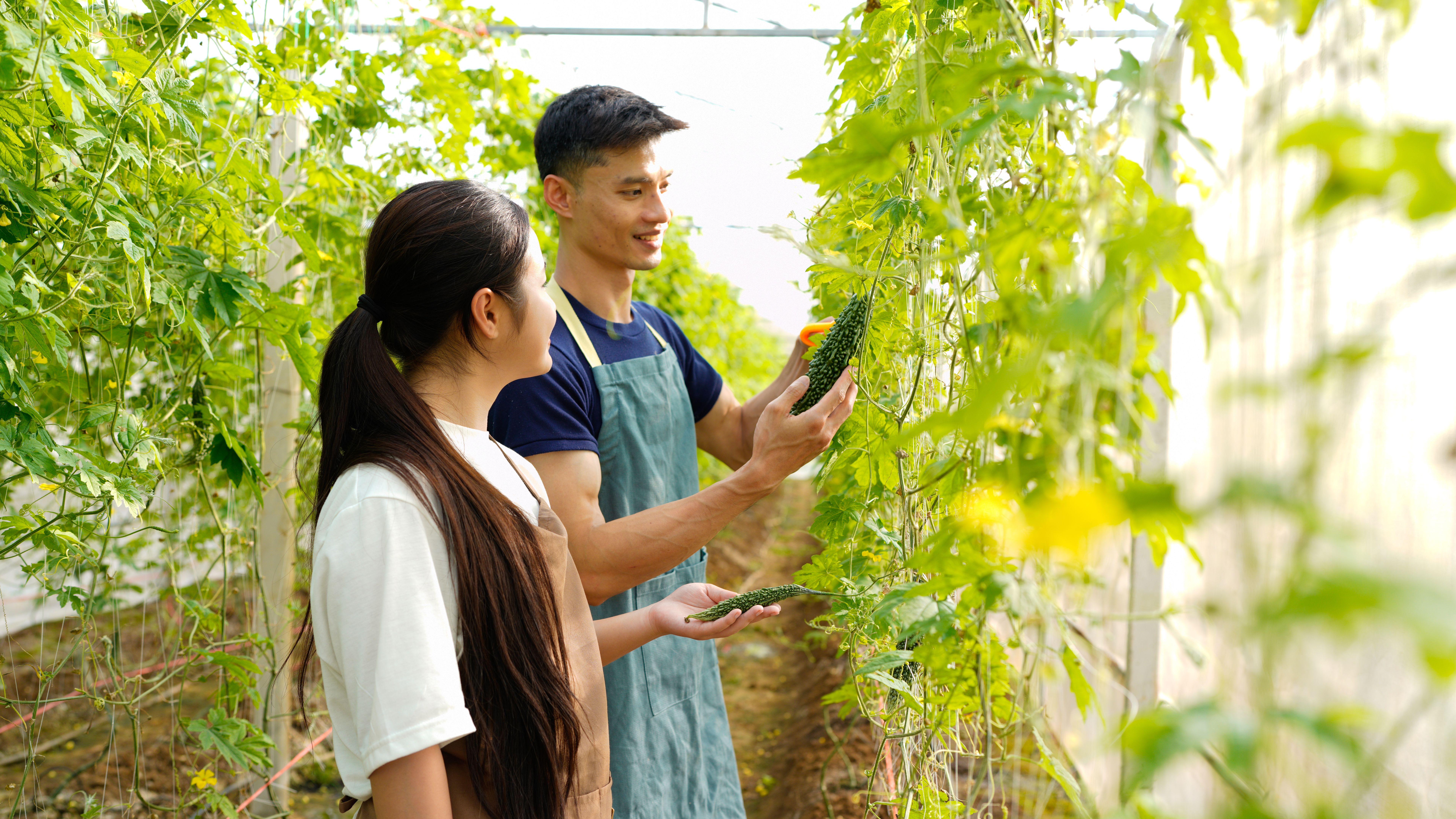 organic farming techniques