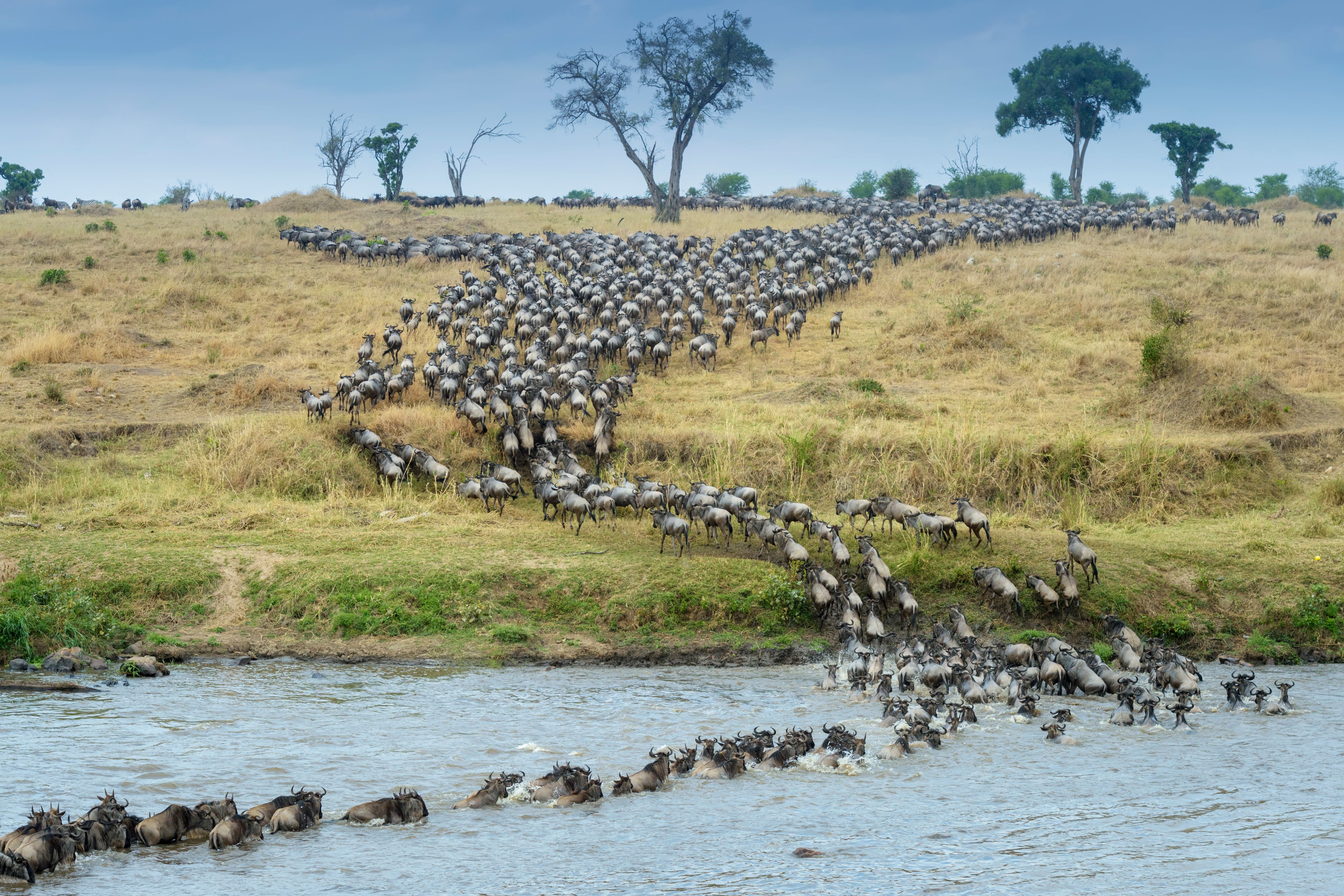 wildebeest migration