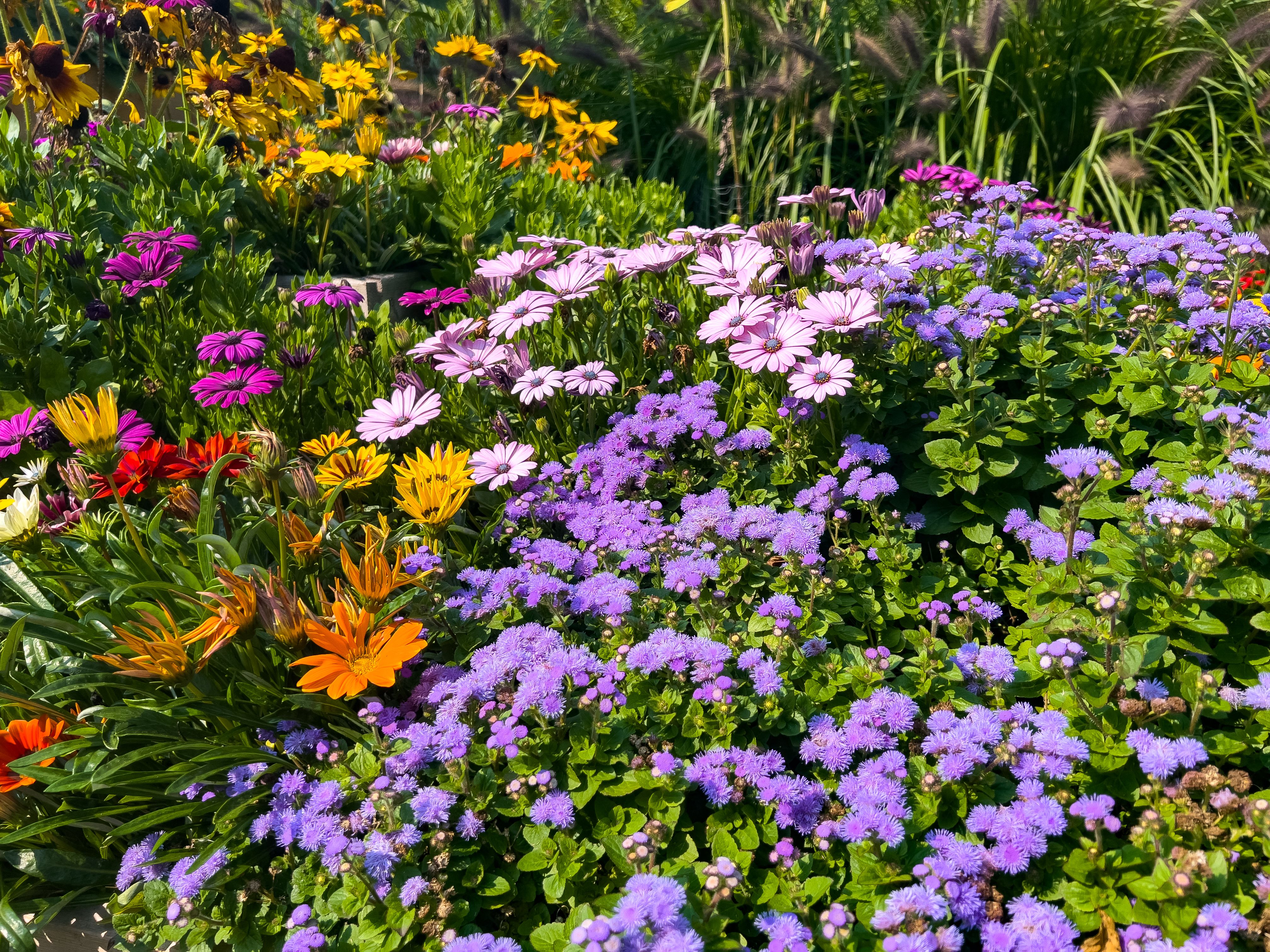 flower garden