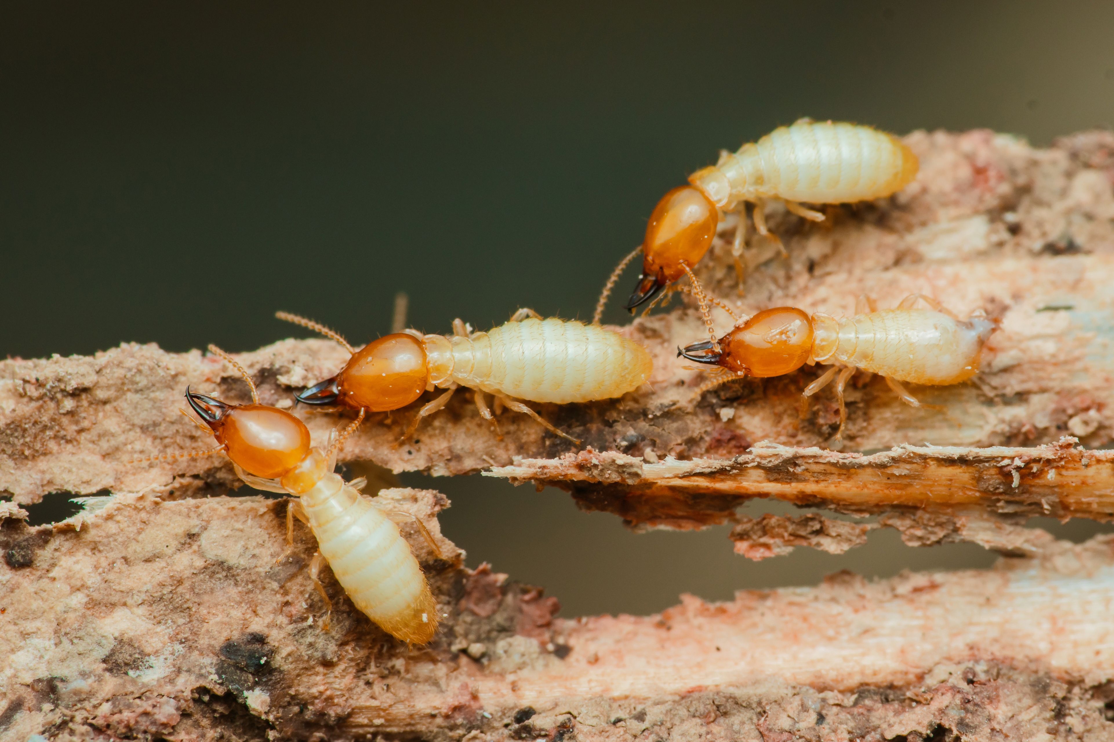 Termites destroying wood: close-up of worker termites feeding Termites destroying wood: close-up of worker termites feeding