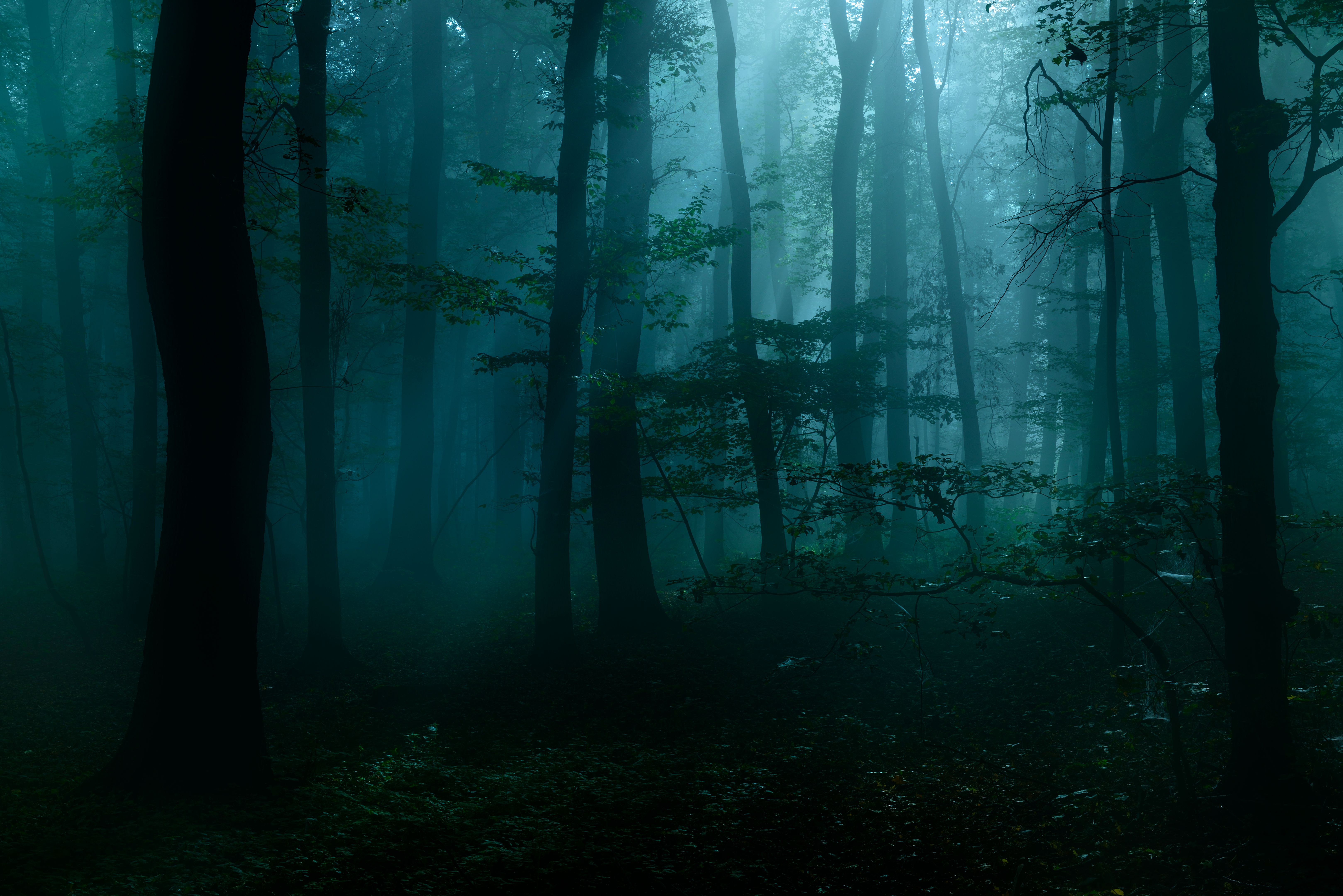 dark forest