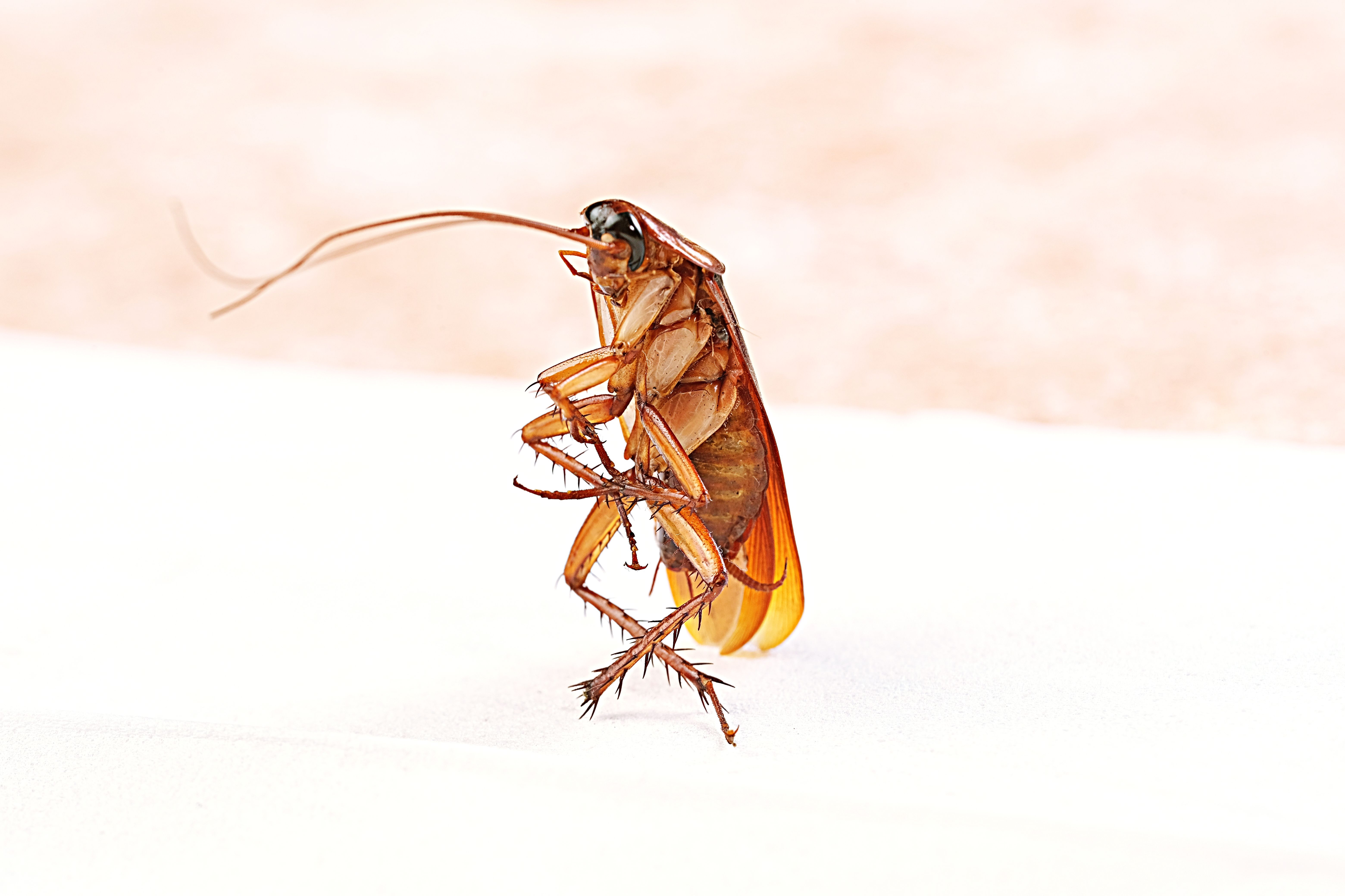 cockroach infestation