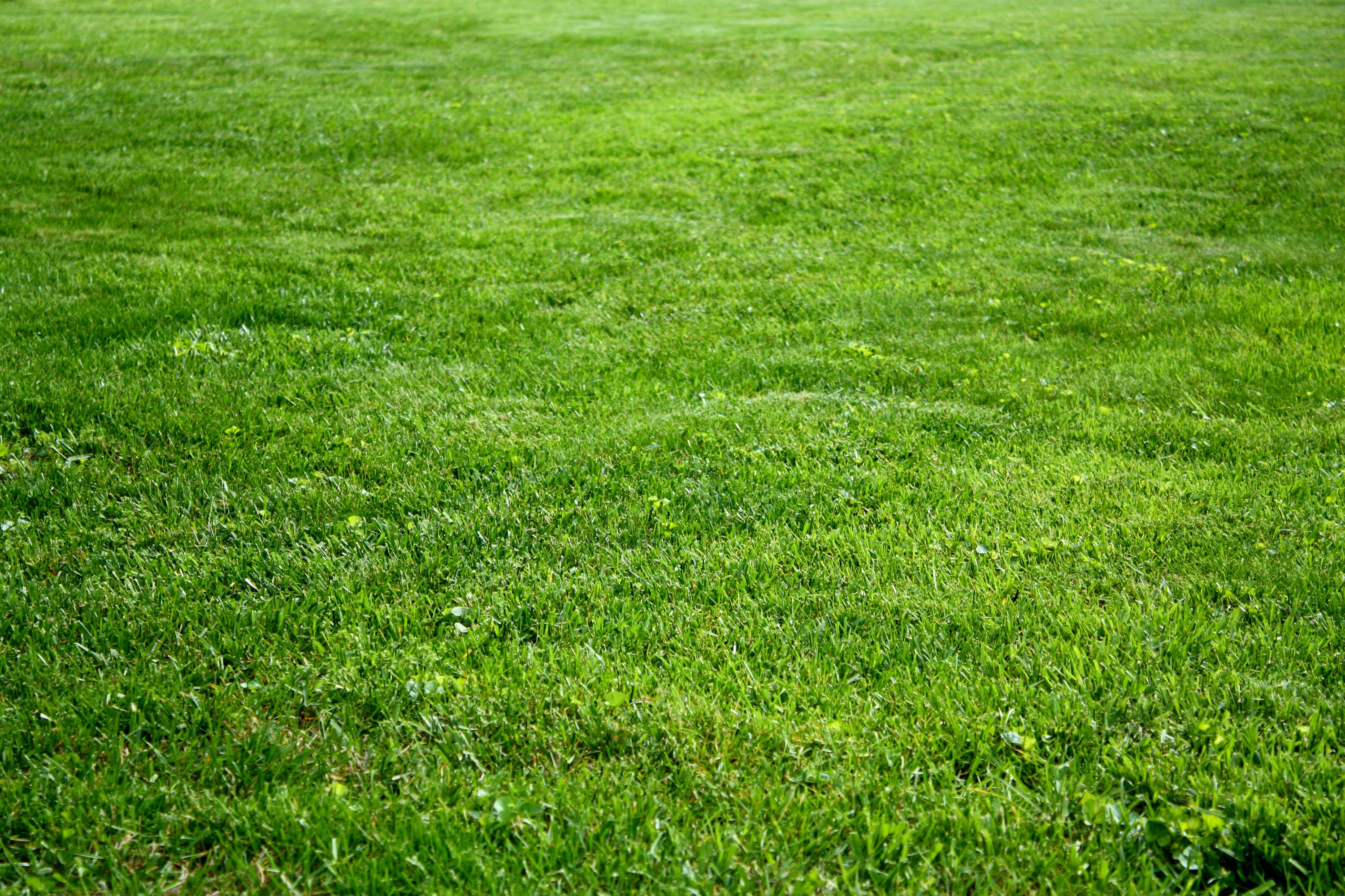 bluegrass lawn