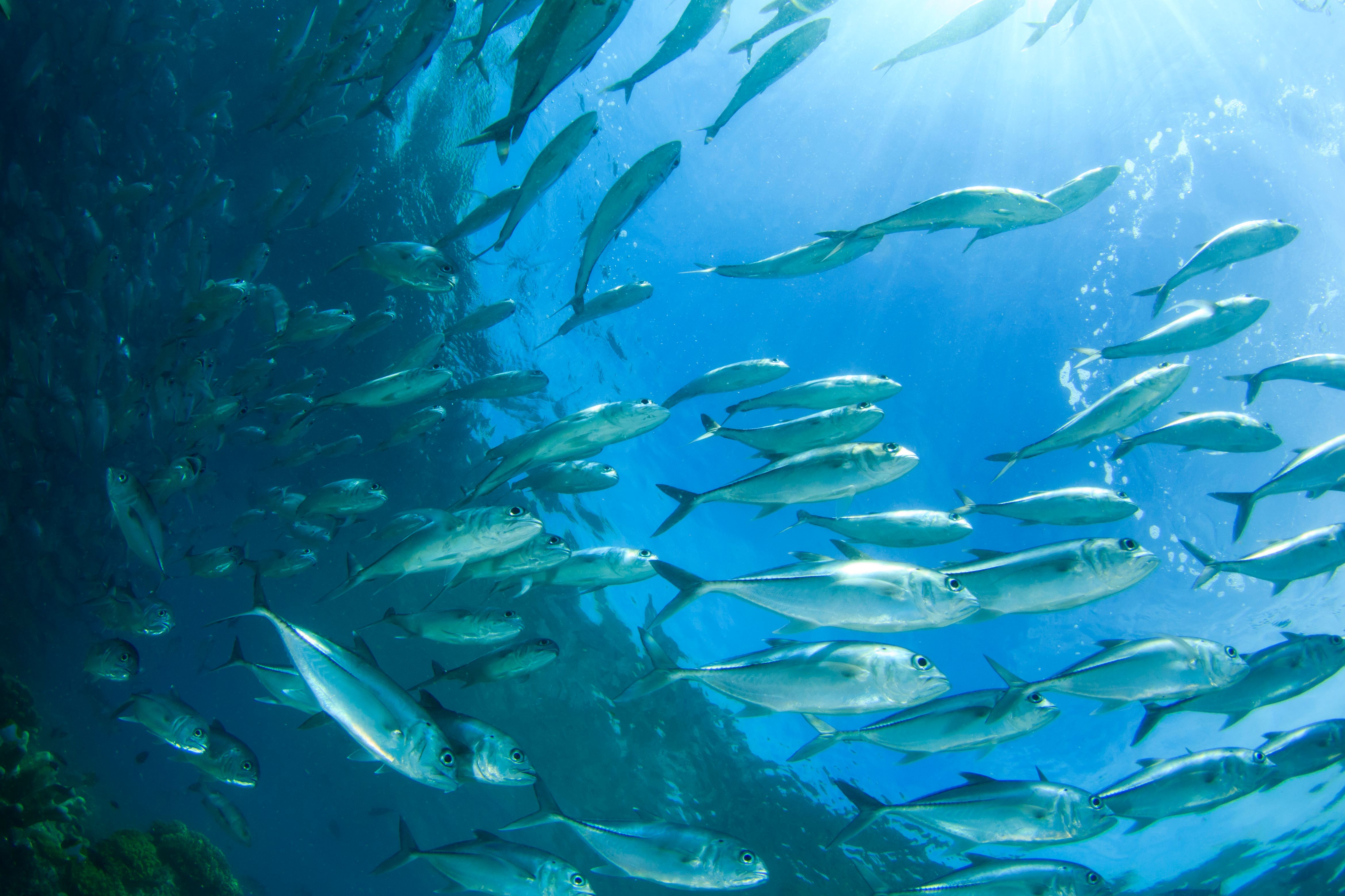 pacific ocean fisheries