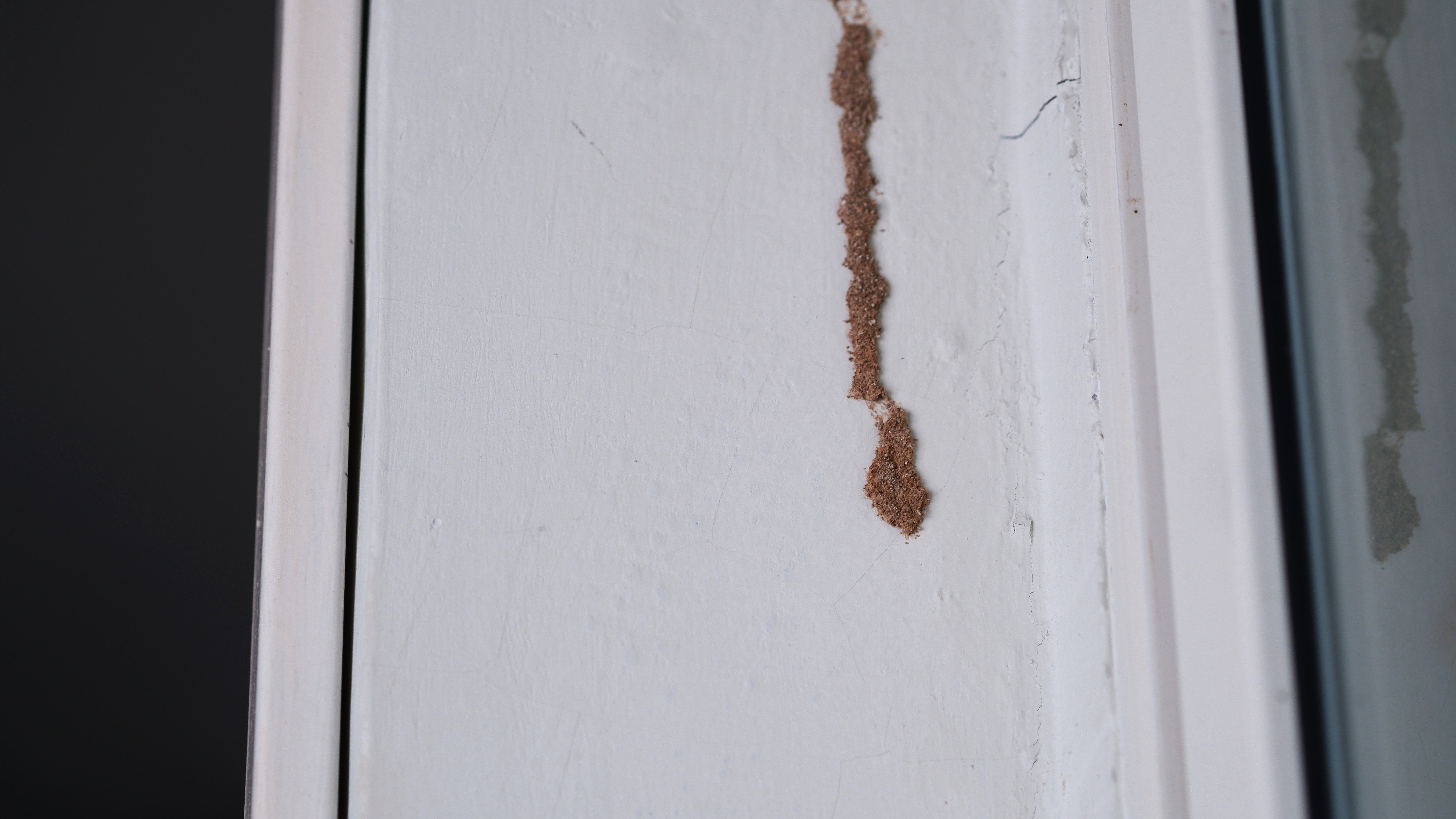 Termites on the walls of the house.