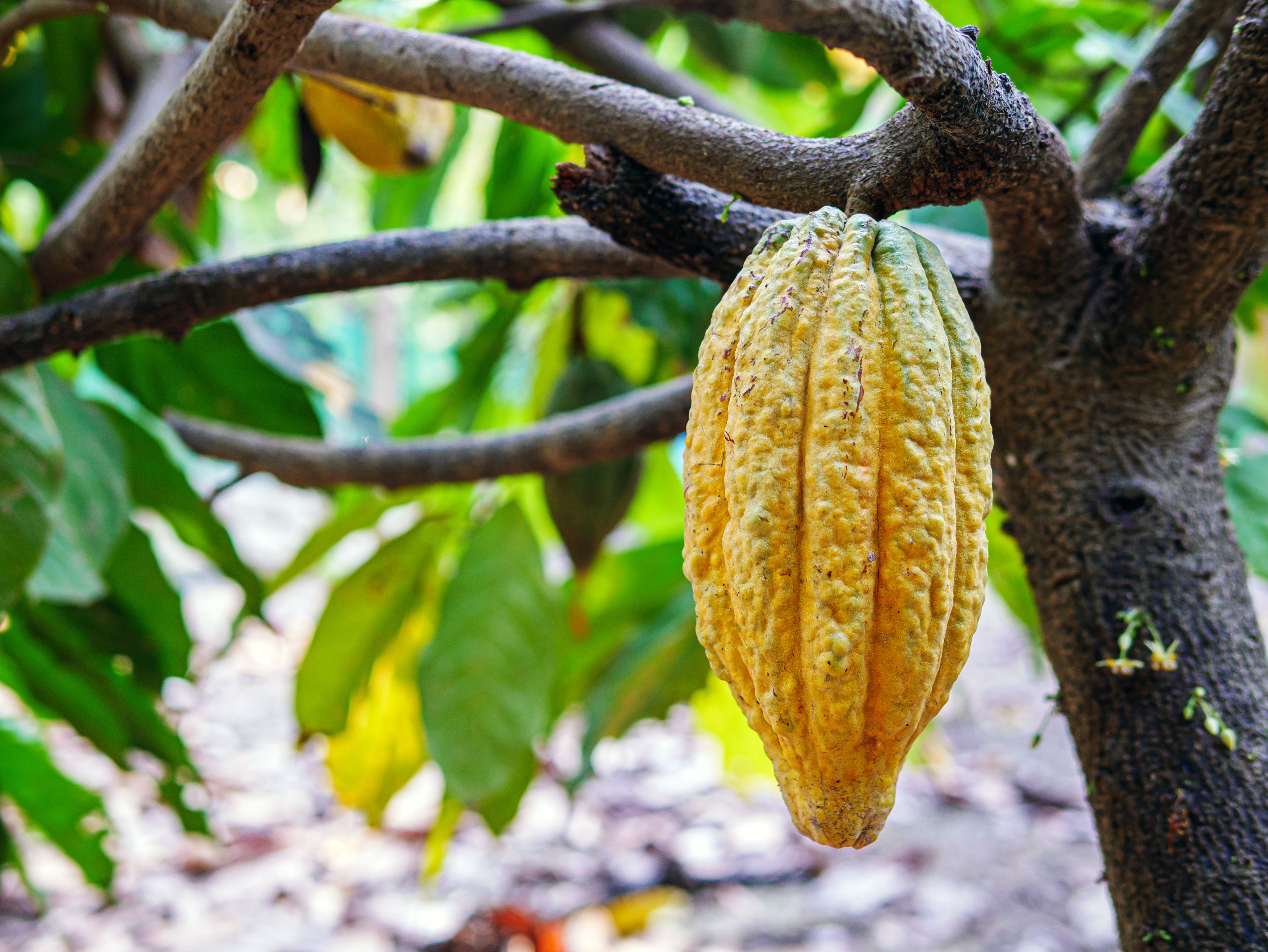 cocoa farm