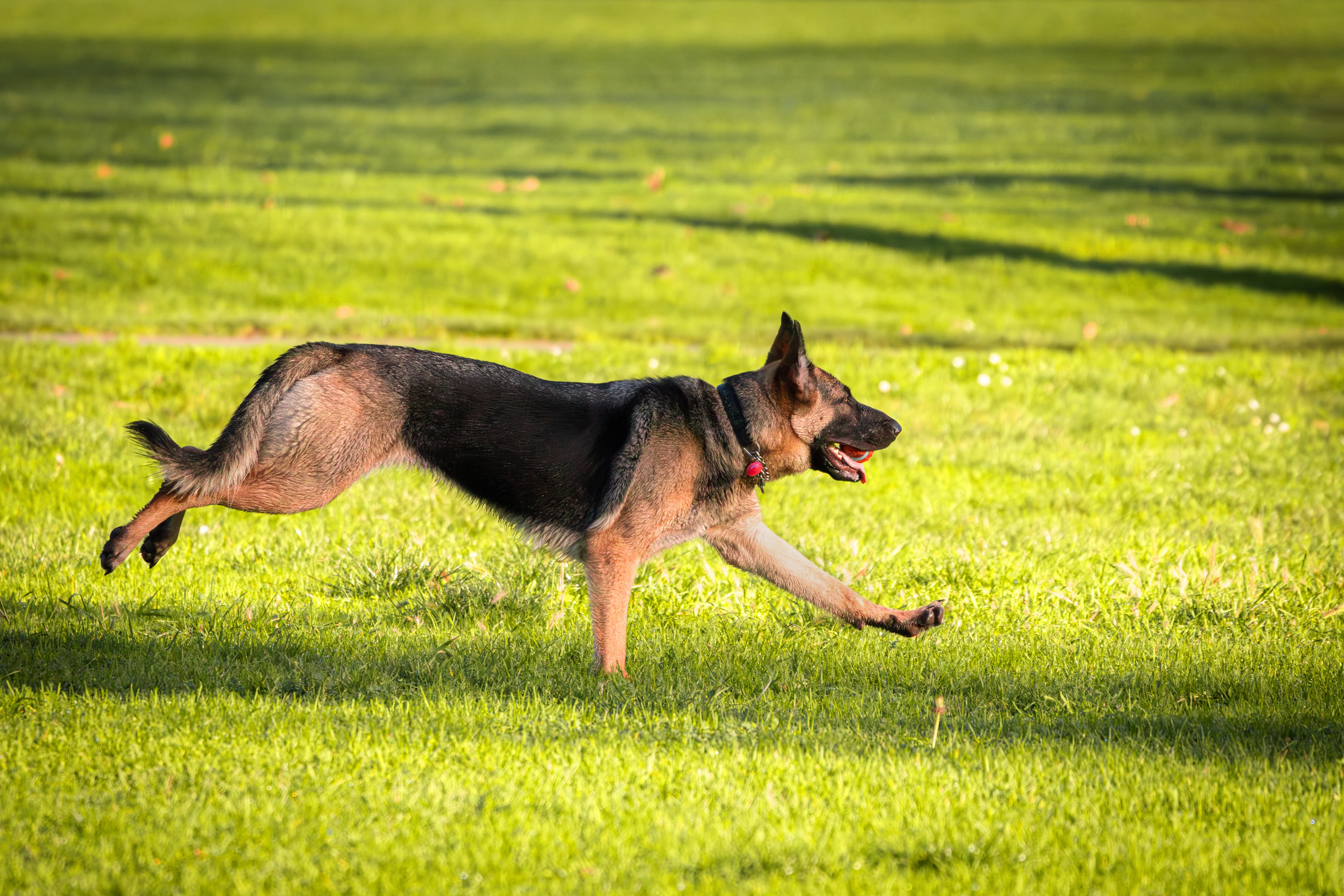 german shepherd exercise