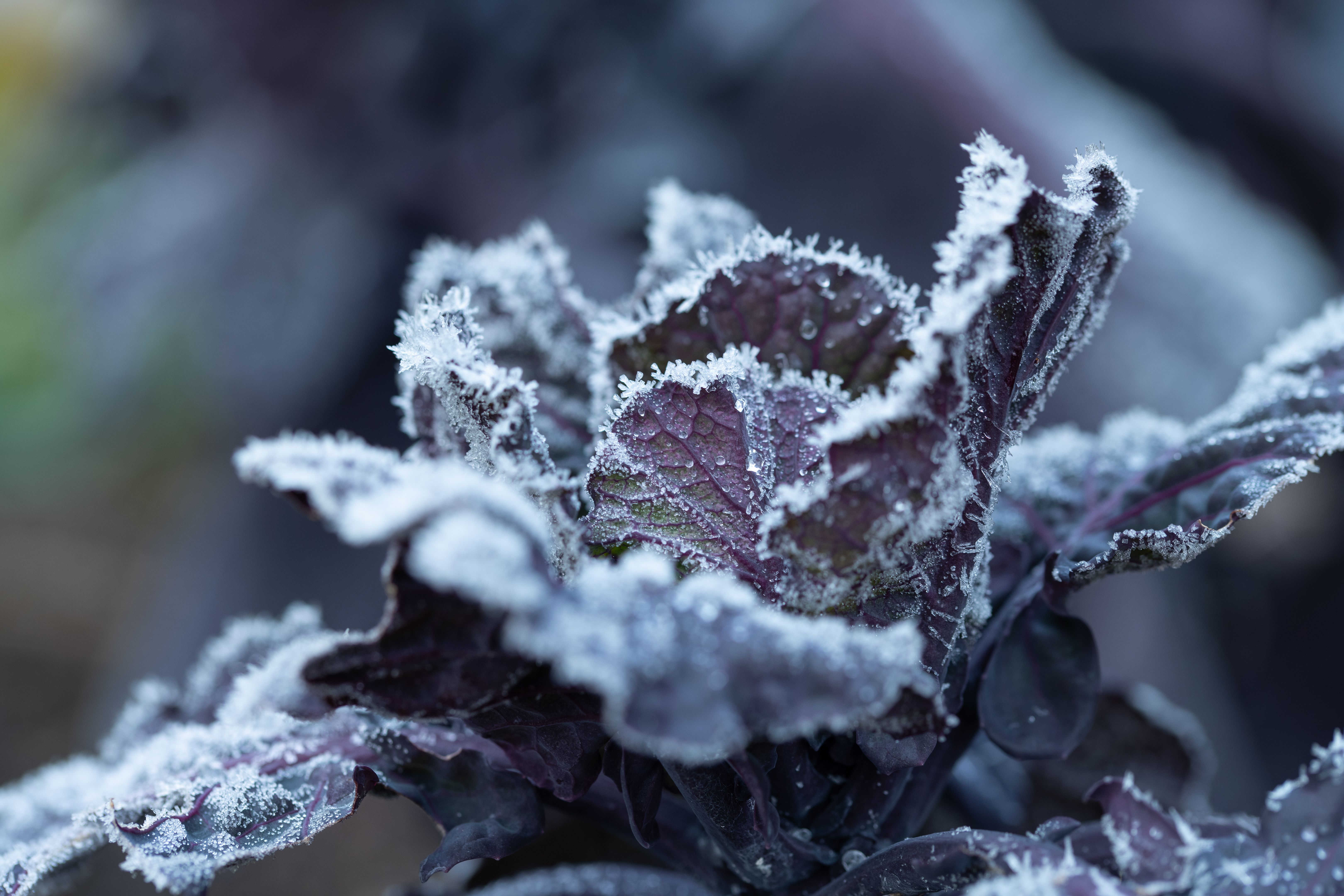 vegetable garden winter