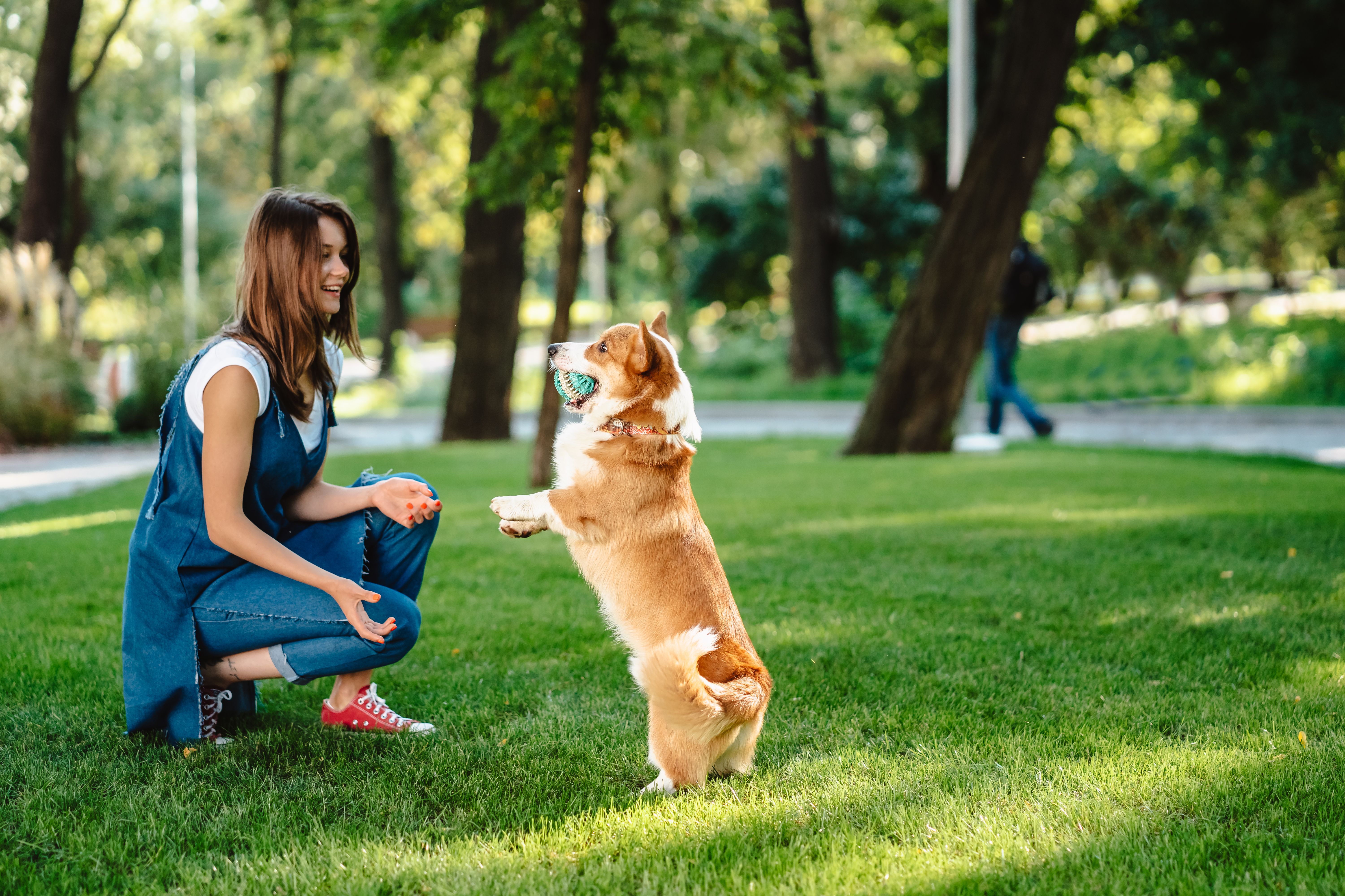 Portrait of woman with dog Welsh Corgi Pembroke in dog park