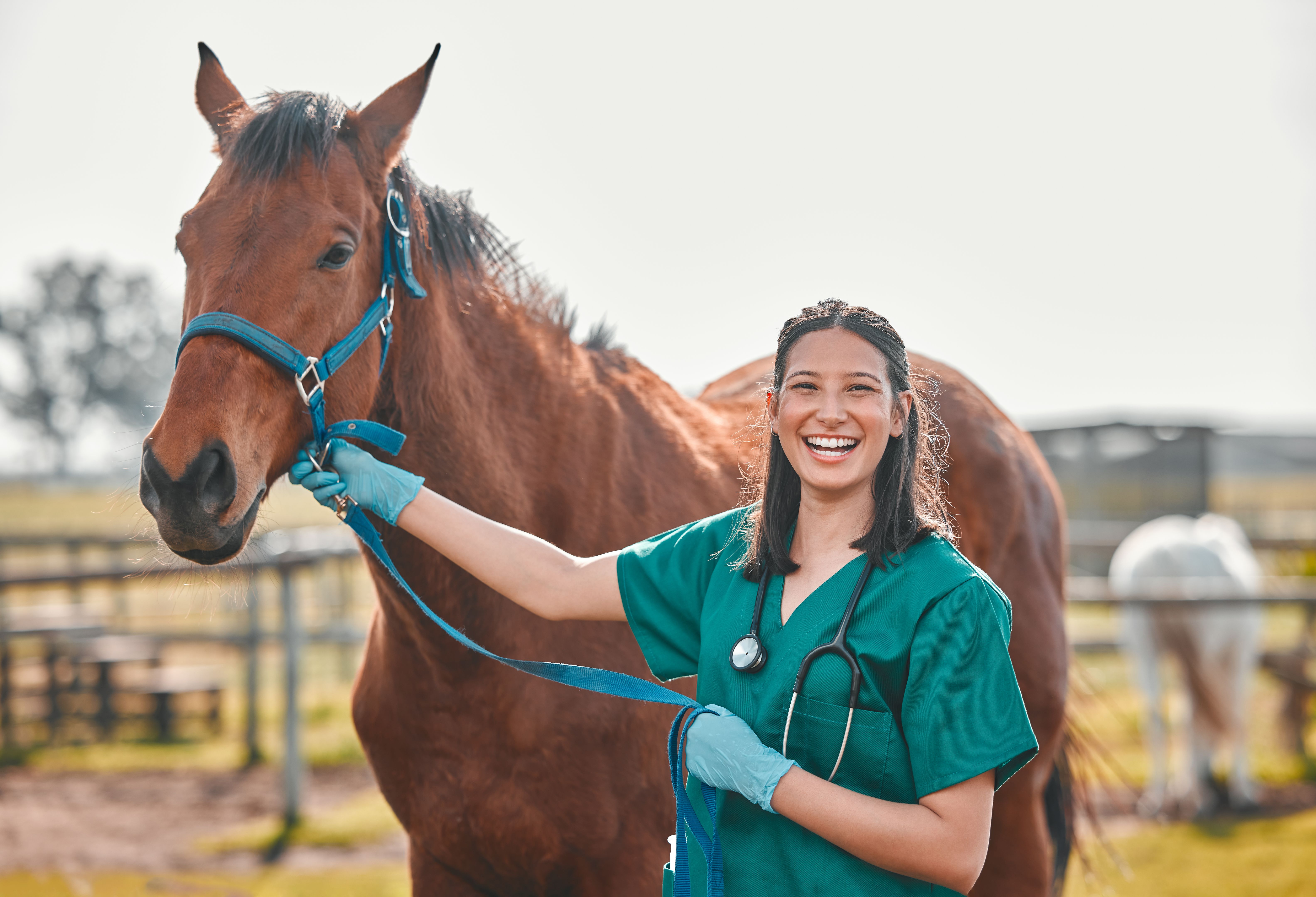 veterinarian wellness