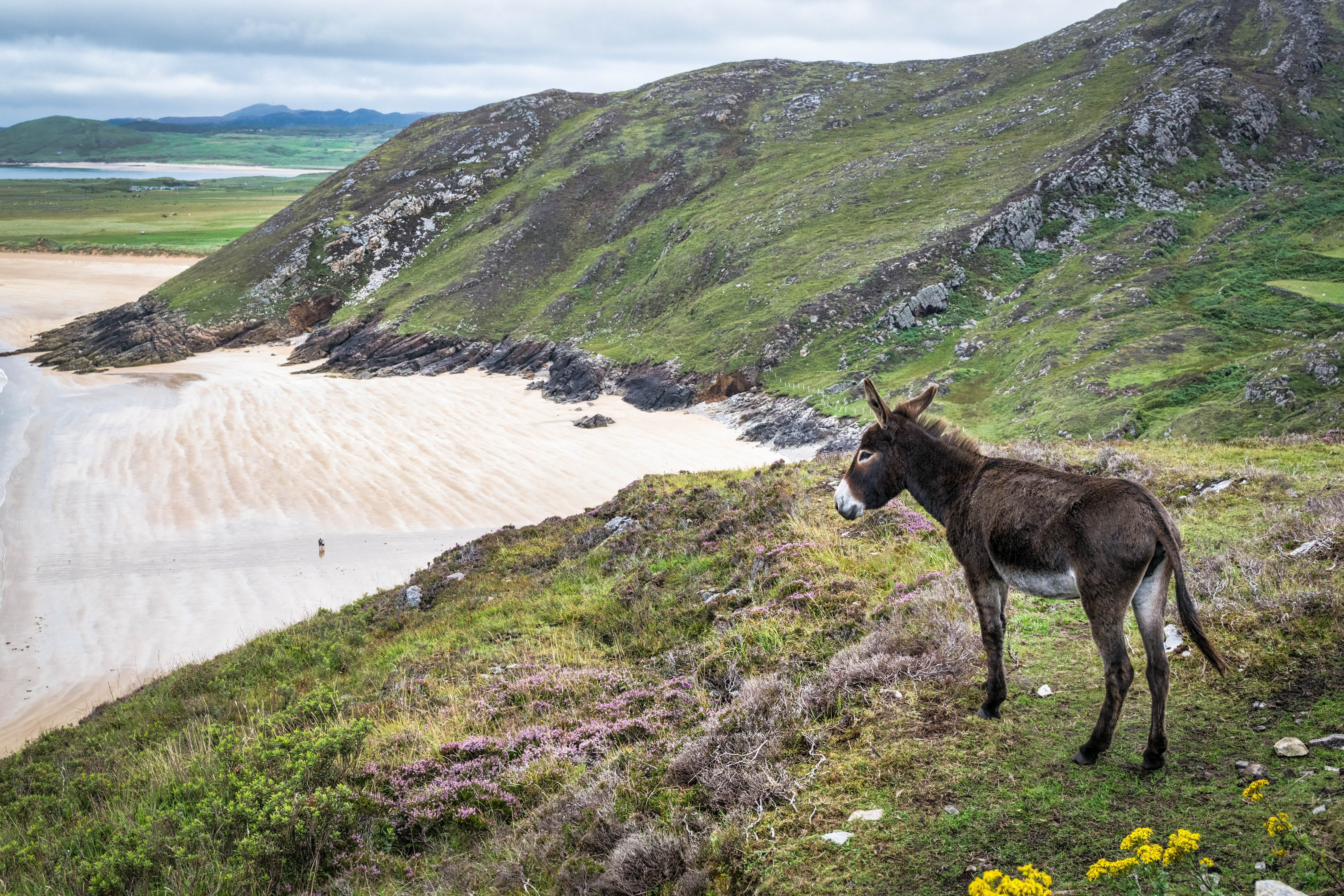 A Donkeys View A Donkeys View
