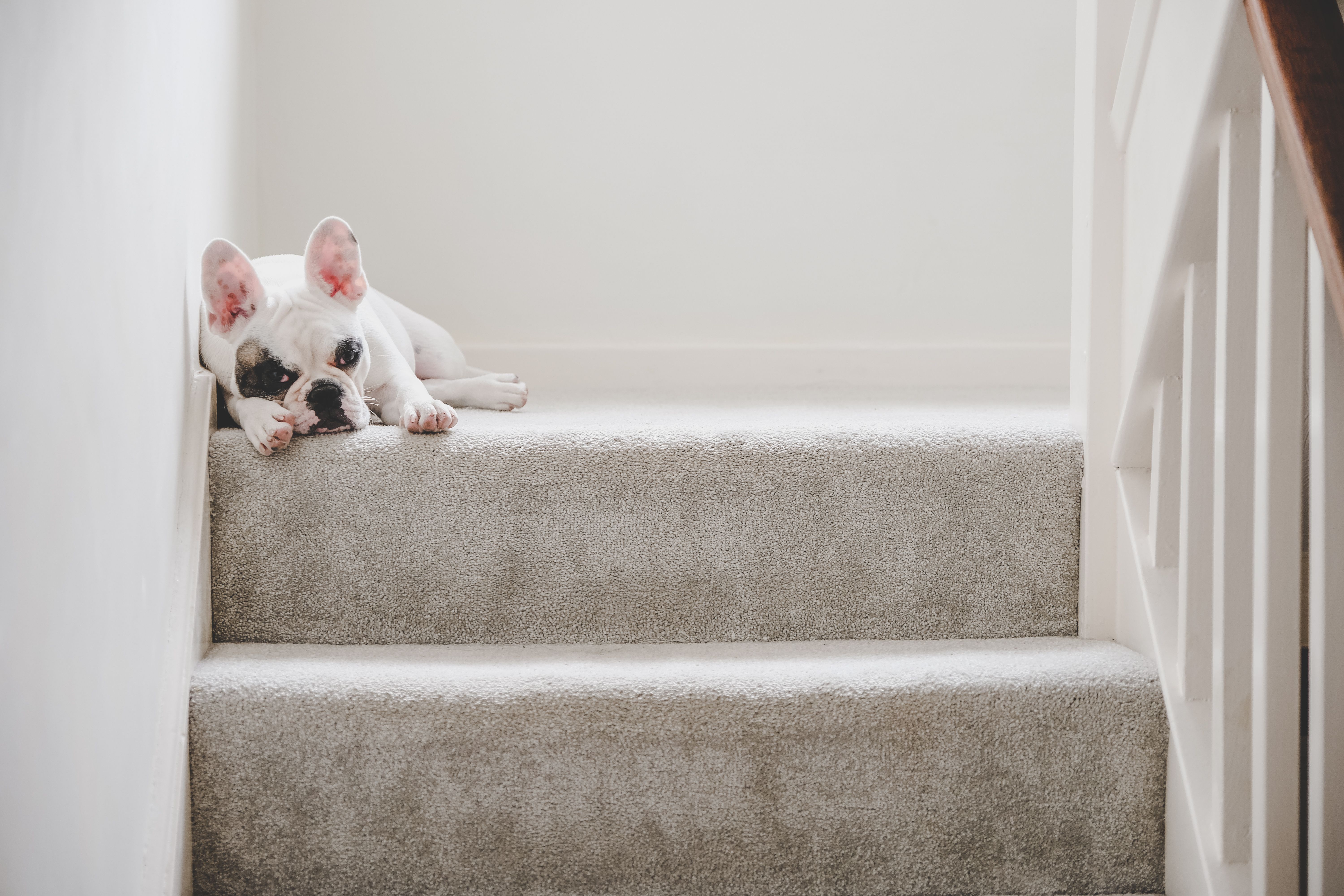 home interior carpet