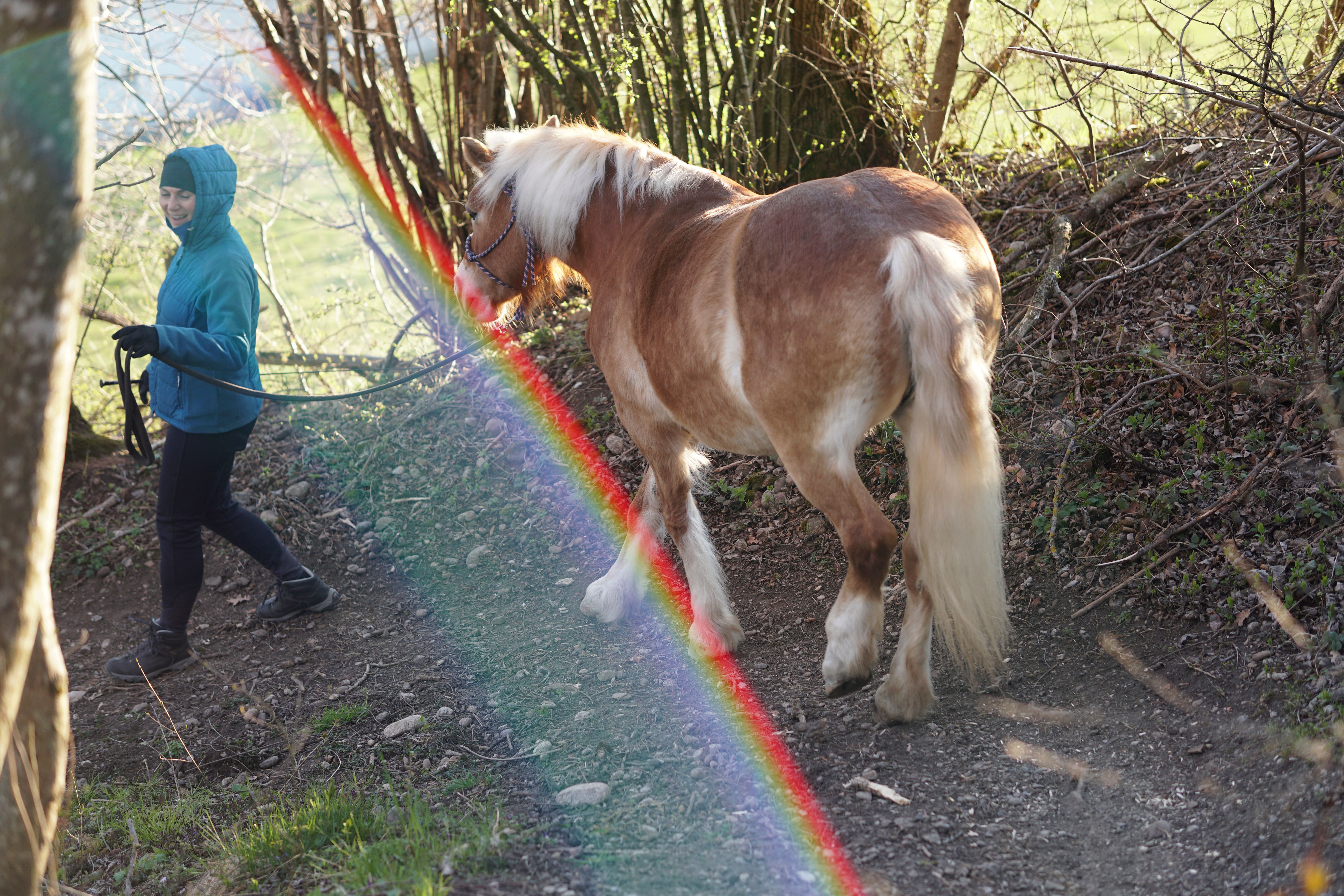 energy healing horses