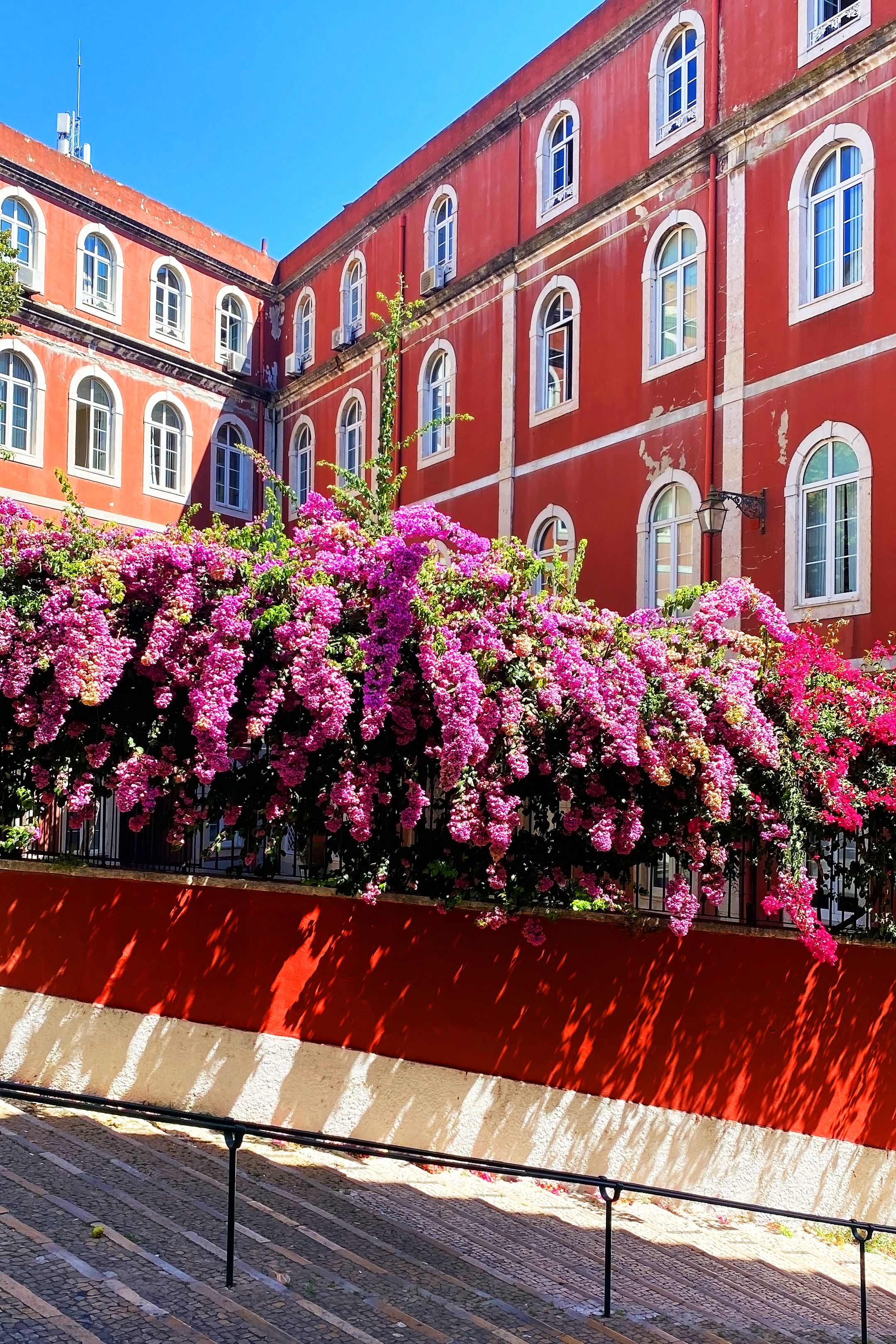 Lisbon flowers