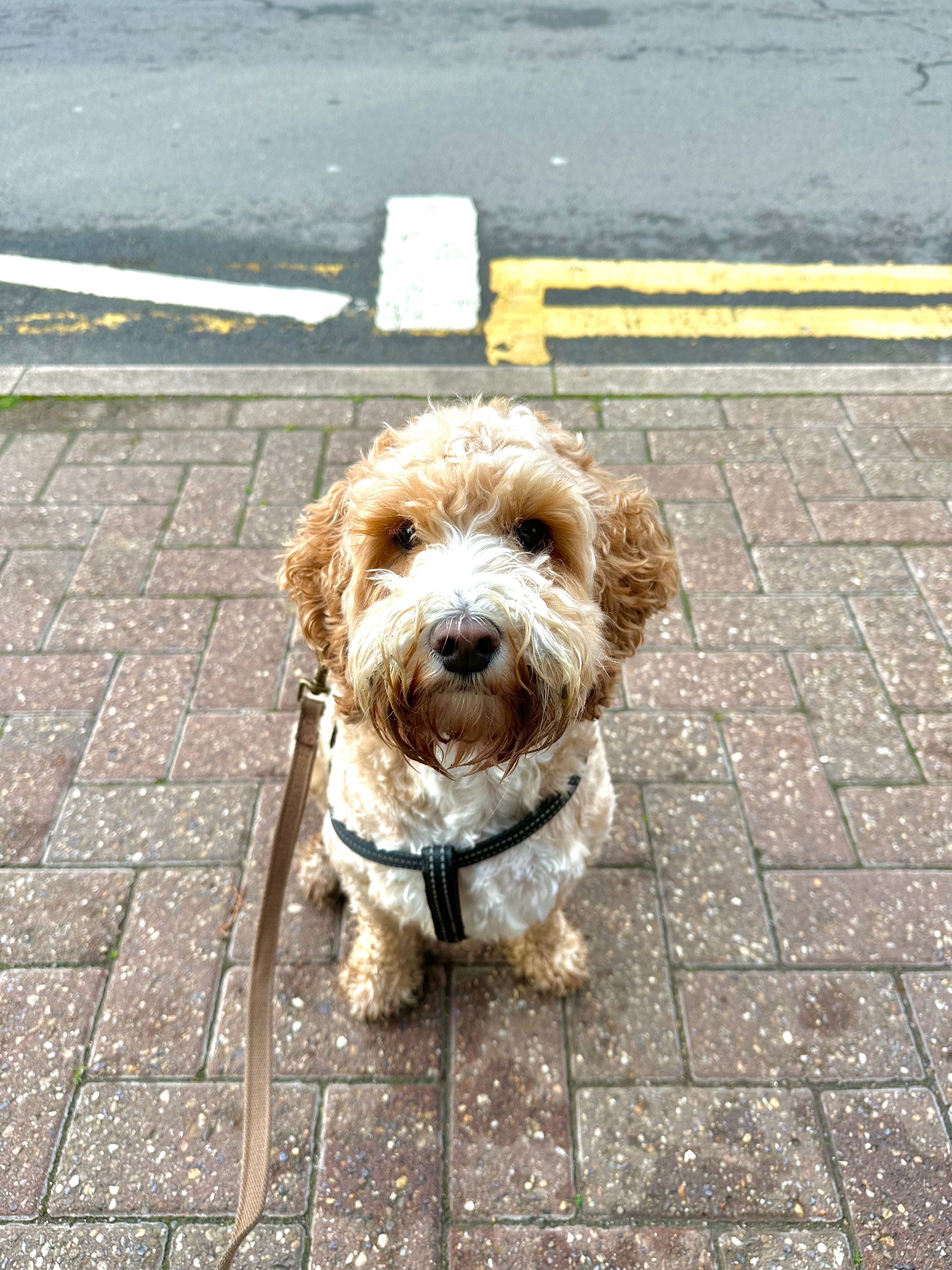 Patient Cockapoo On The Pavement