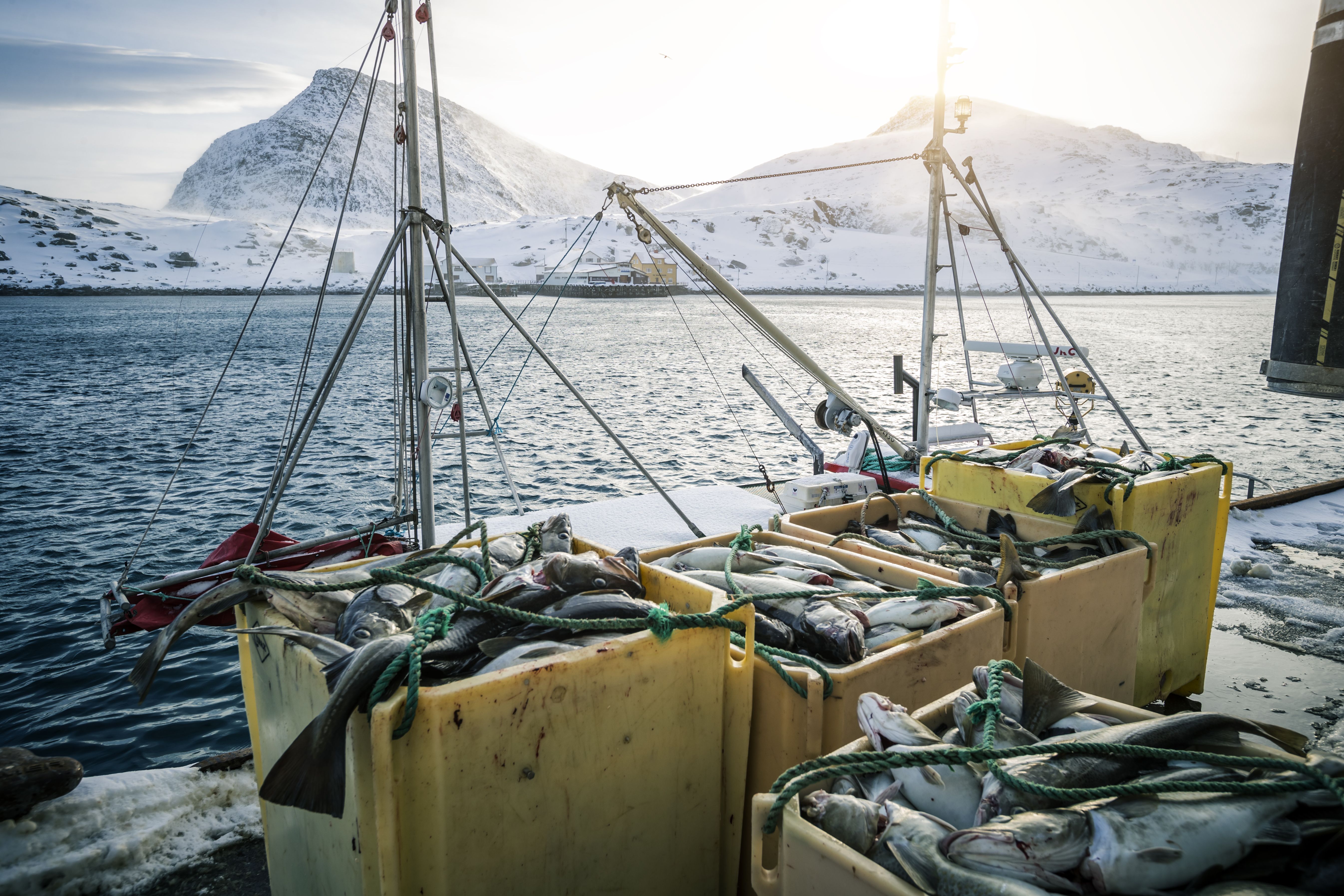 arctic cod