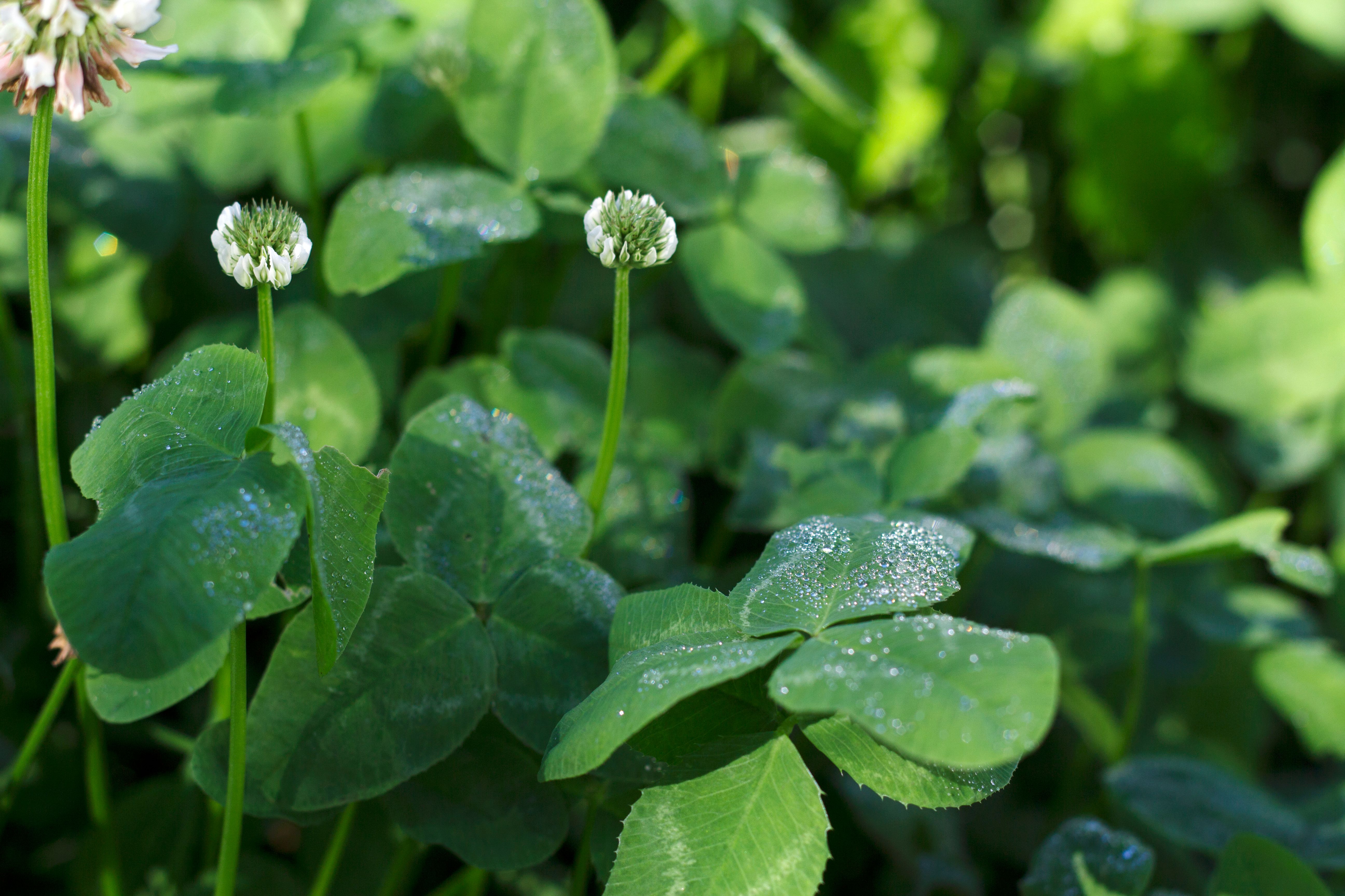 white clover