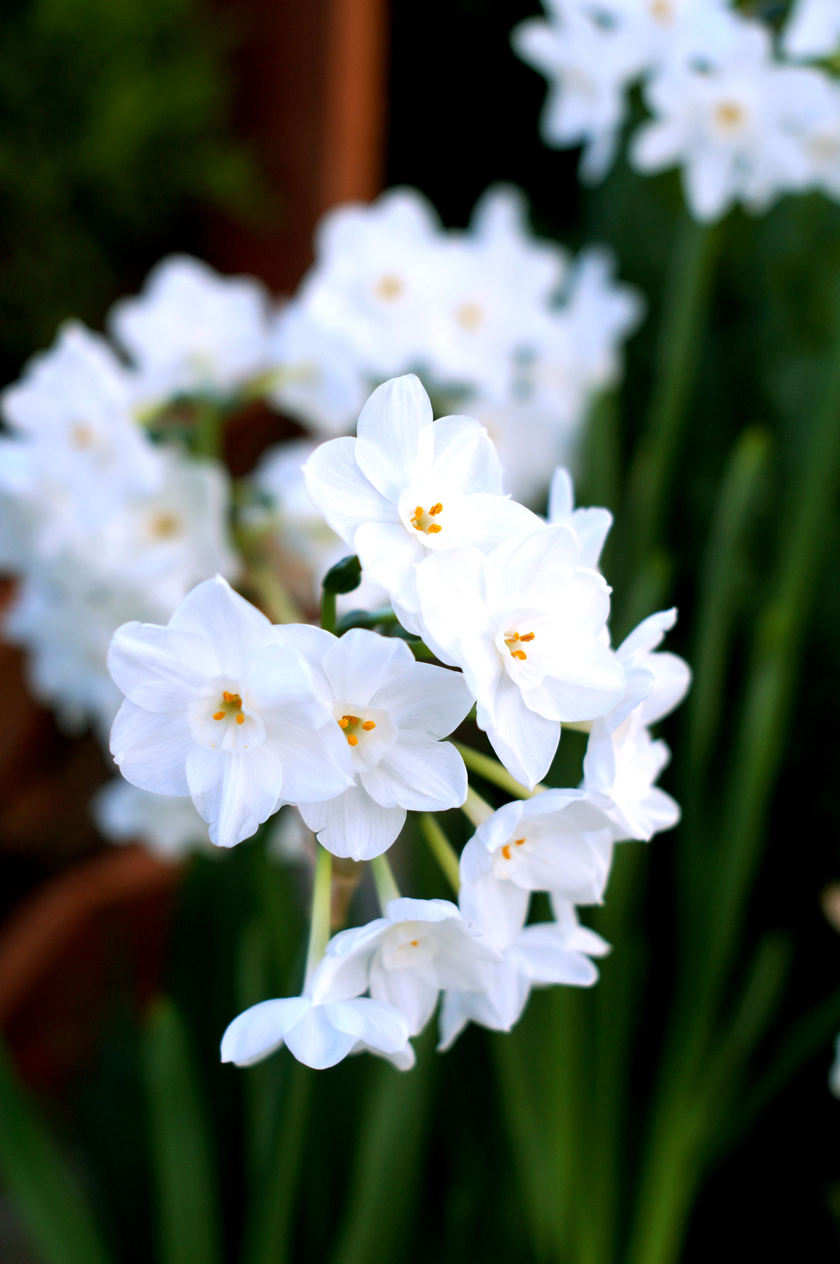 paper white narcissus