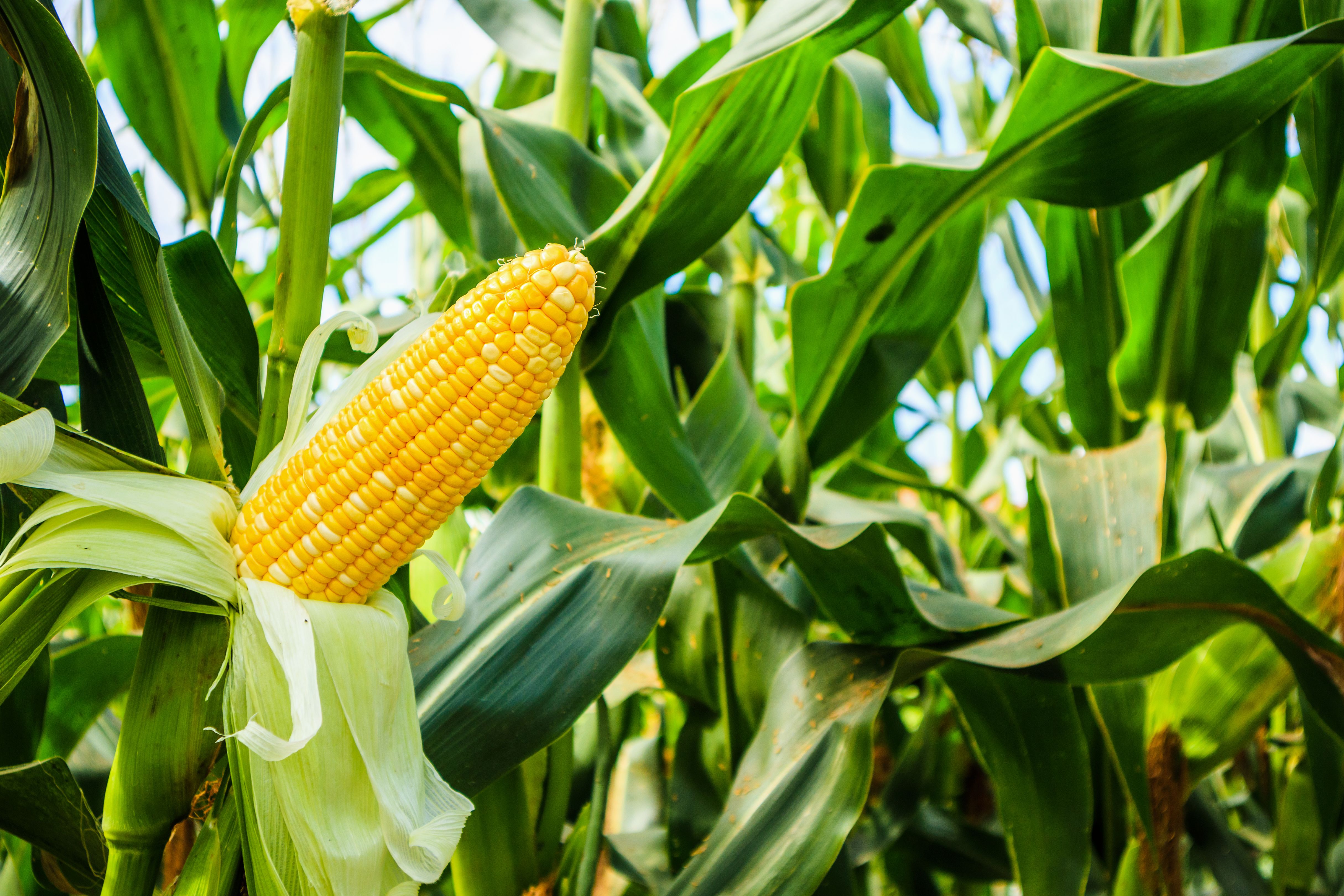 corn harvest