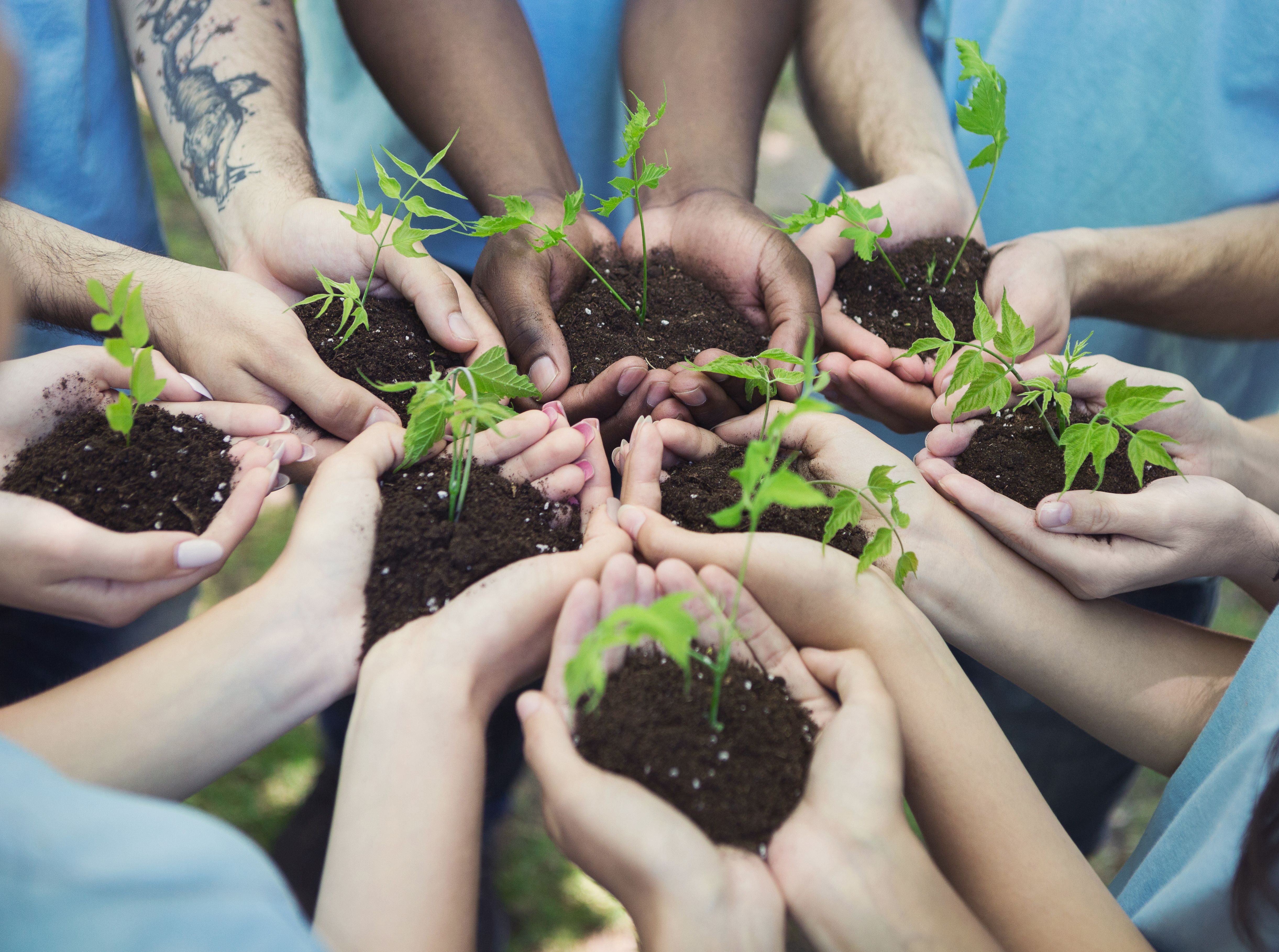volunteers gardening