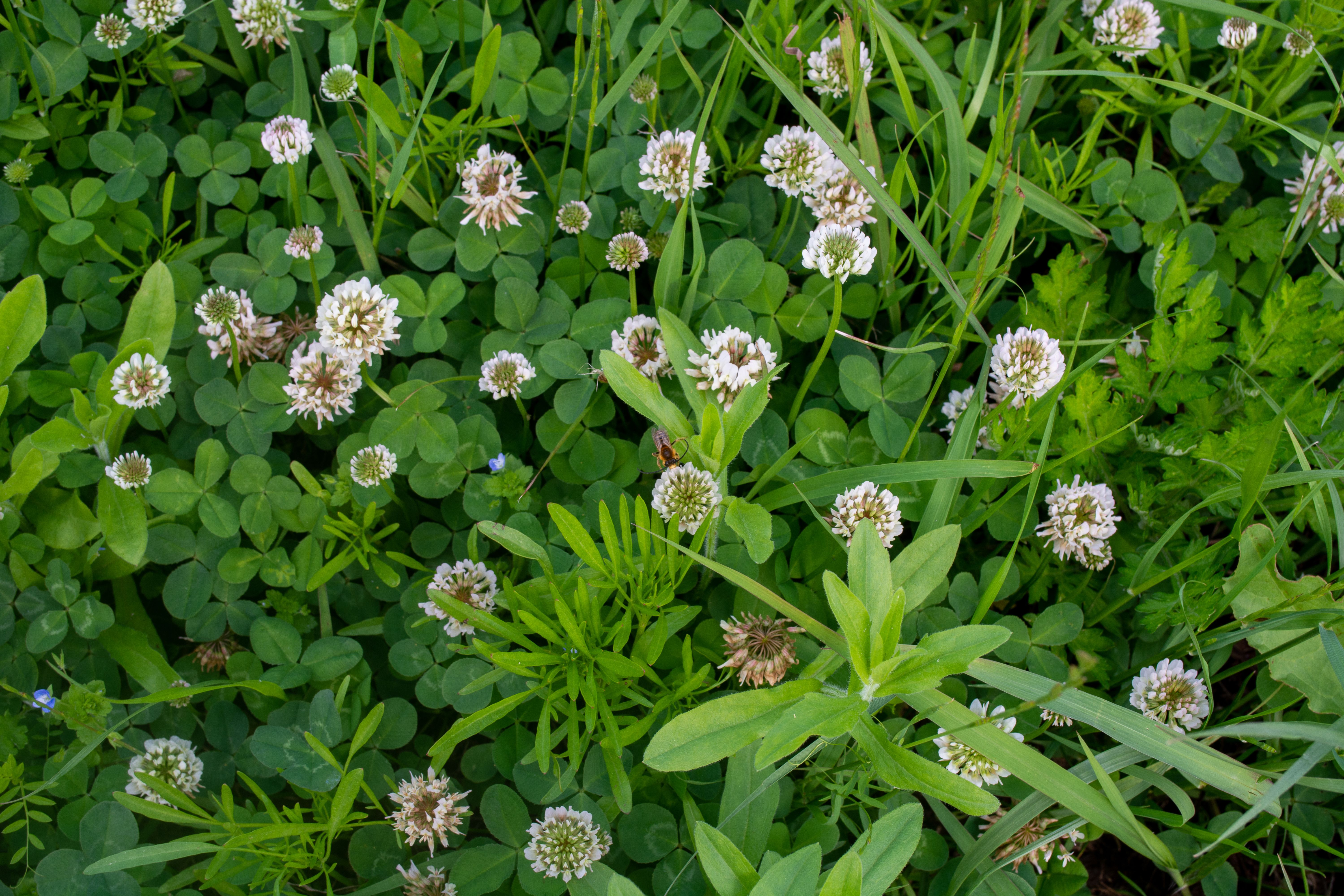 clover lawn