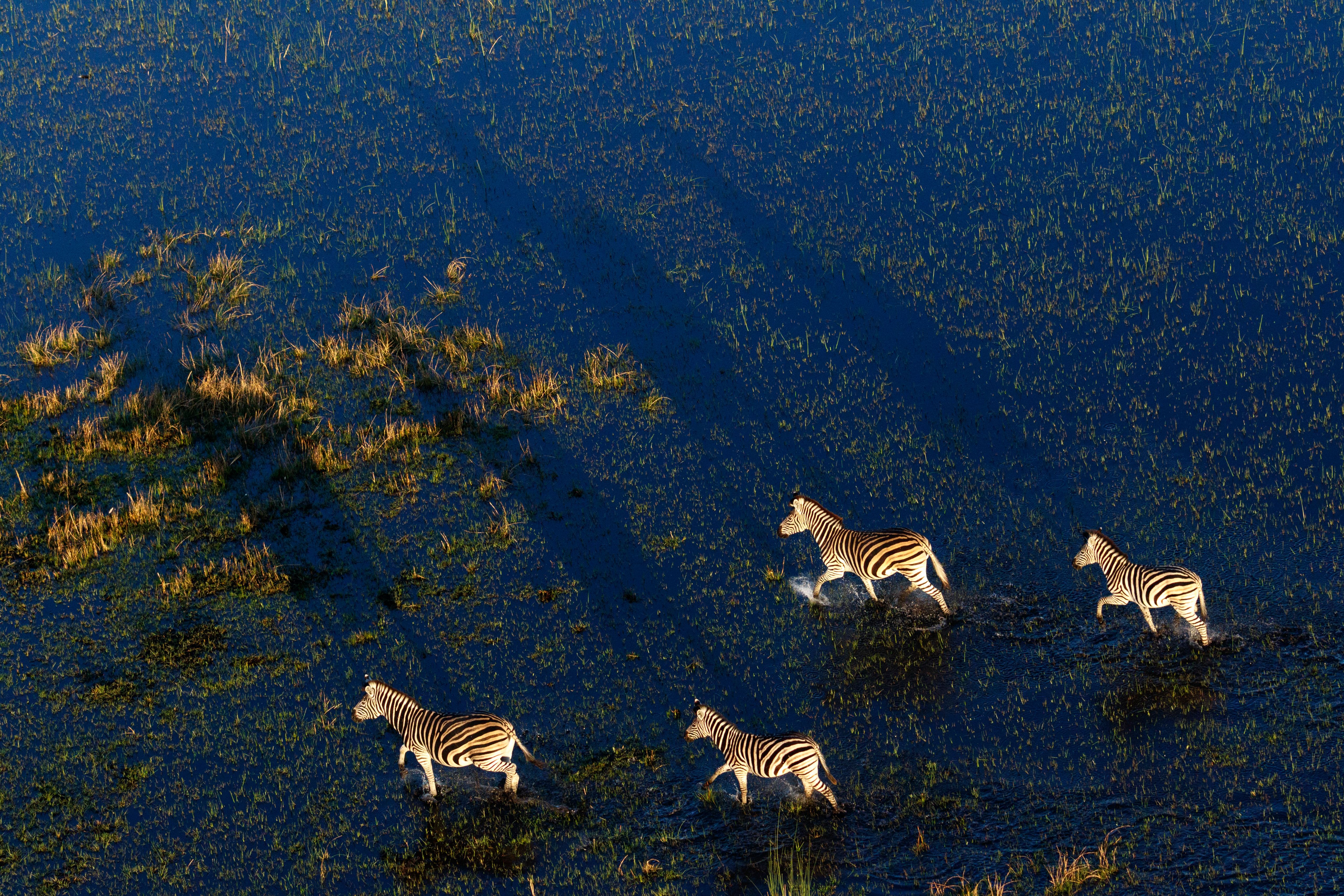 okavango delta