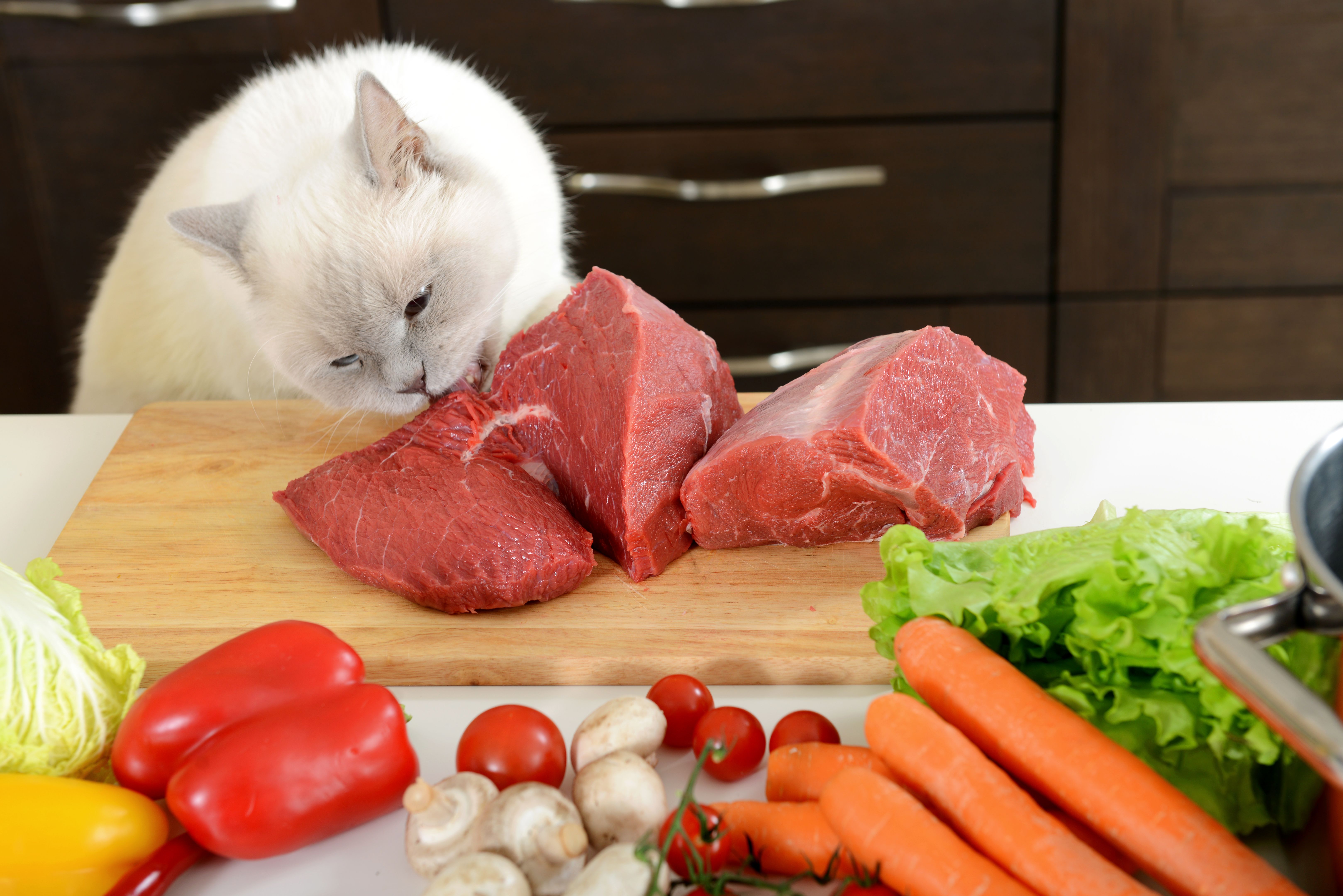 cat stealing meat