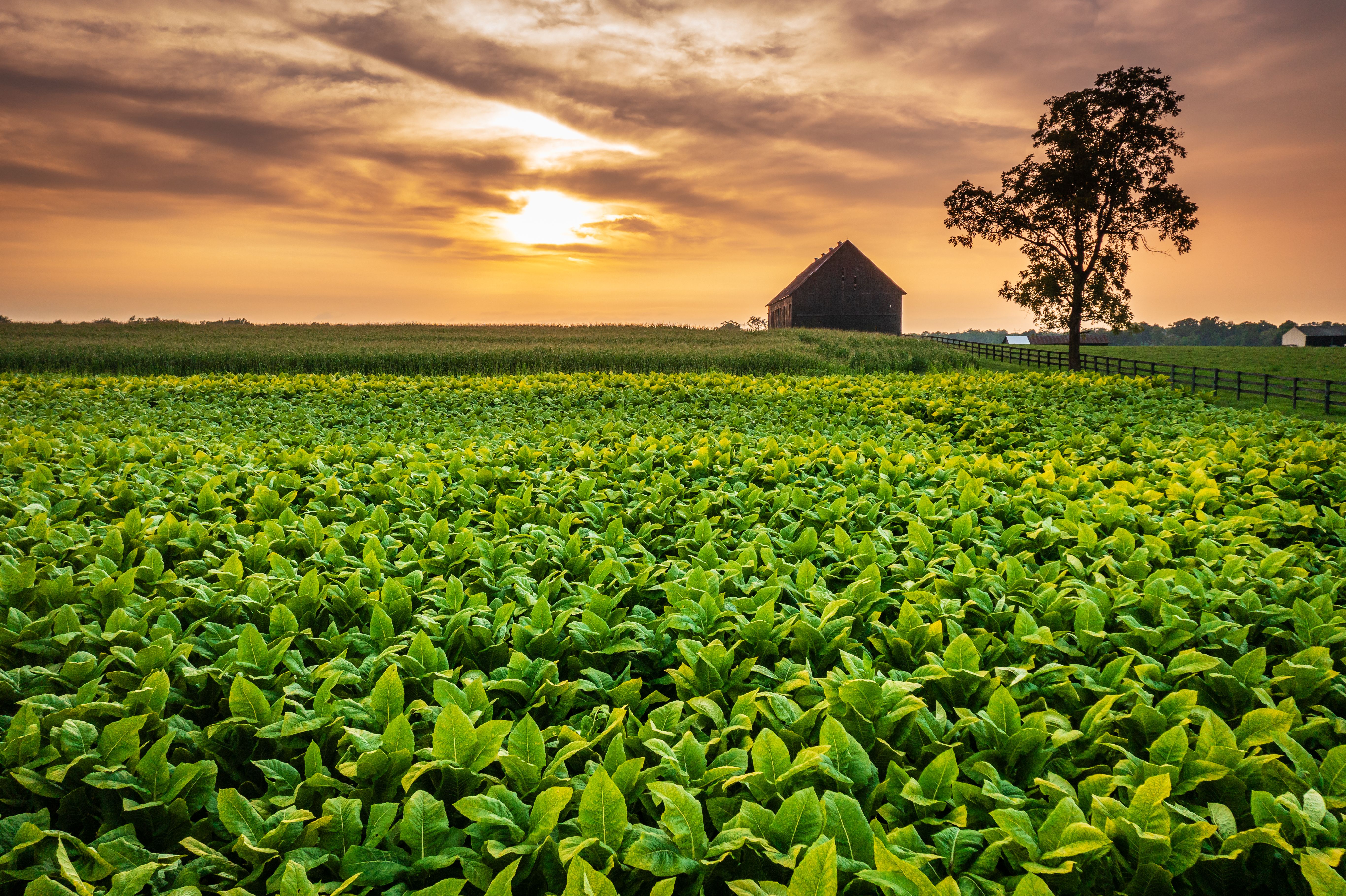 farmland
