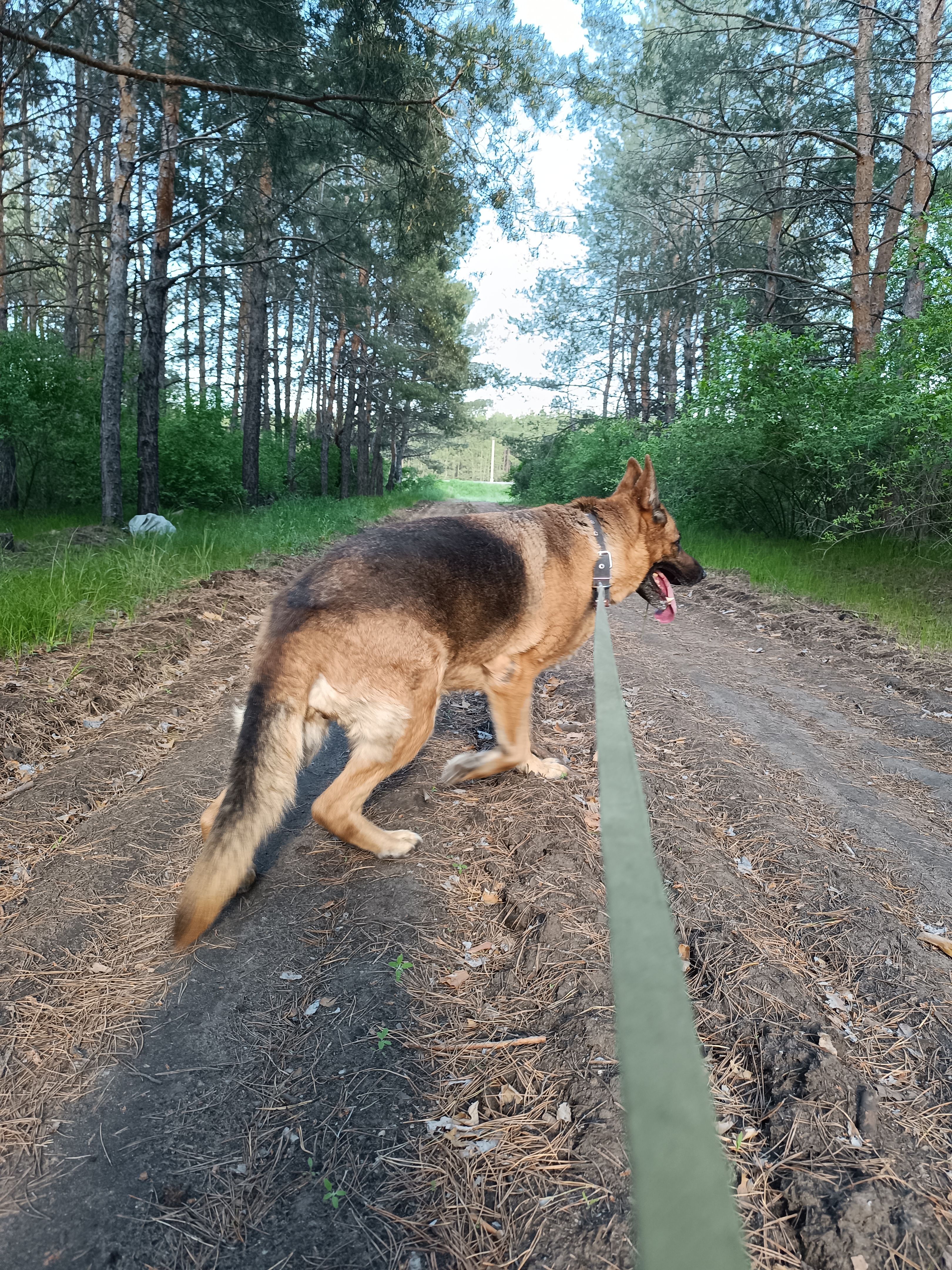 German Shepherd dog walking on a leash in the forest