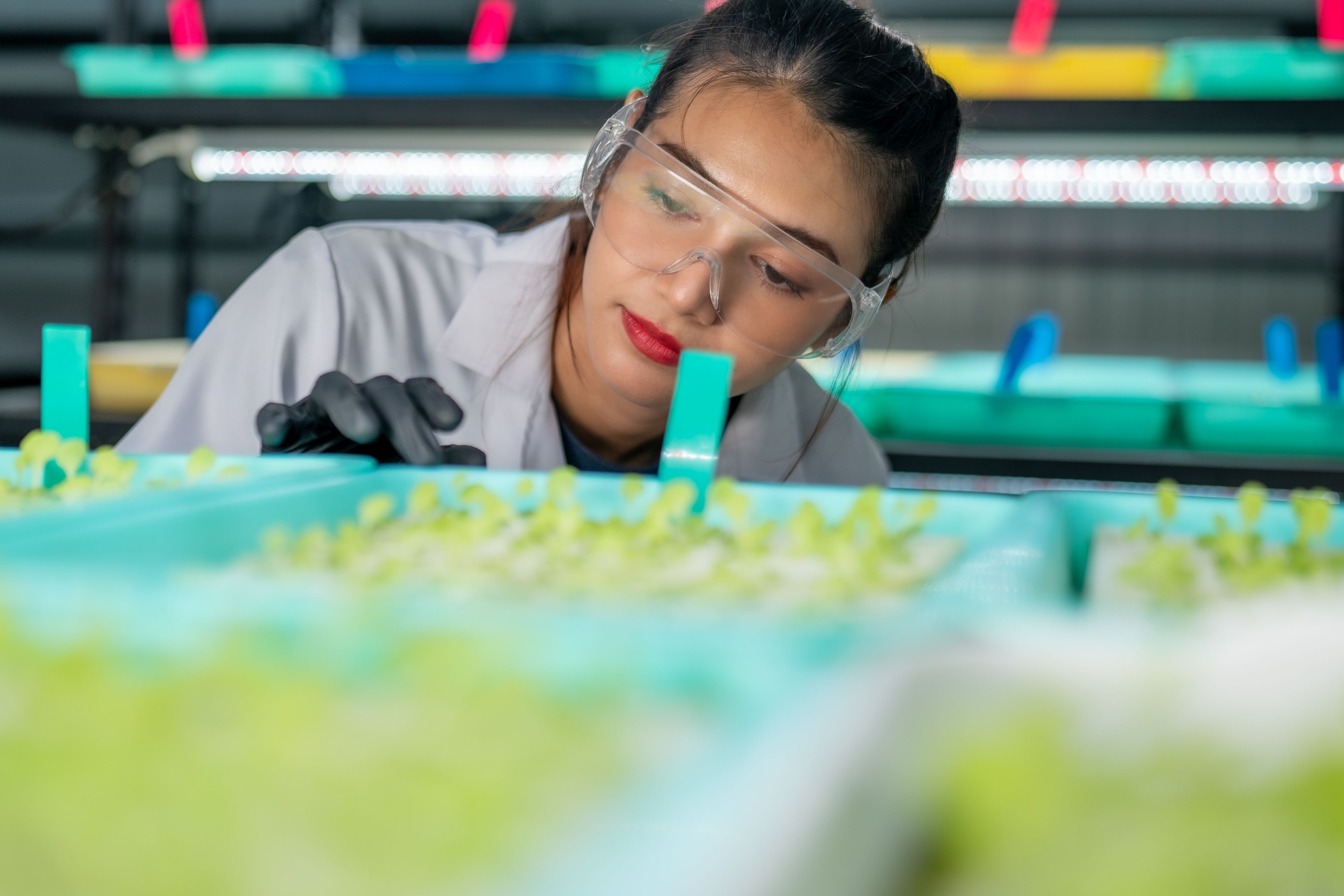 Hydroponic vegetables salad farm Hydroponic vegetables salad farm