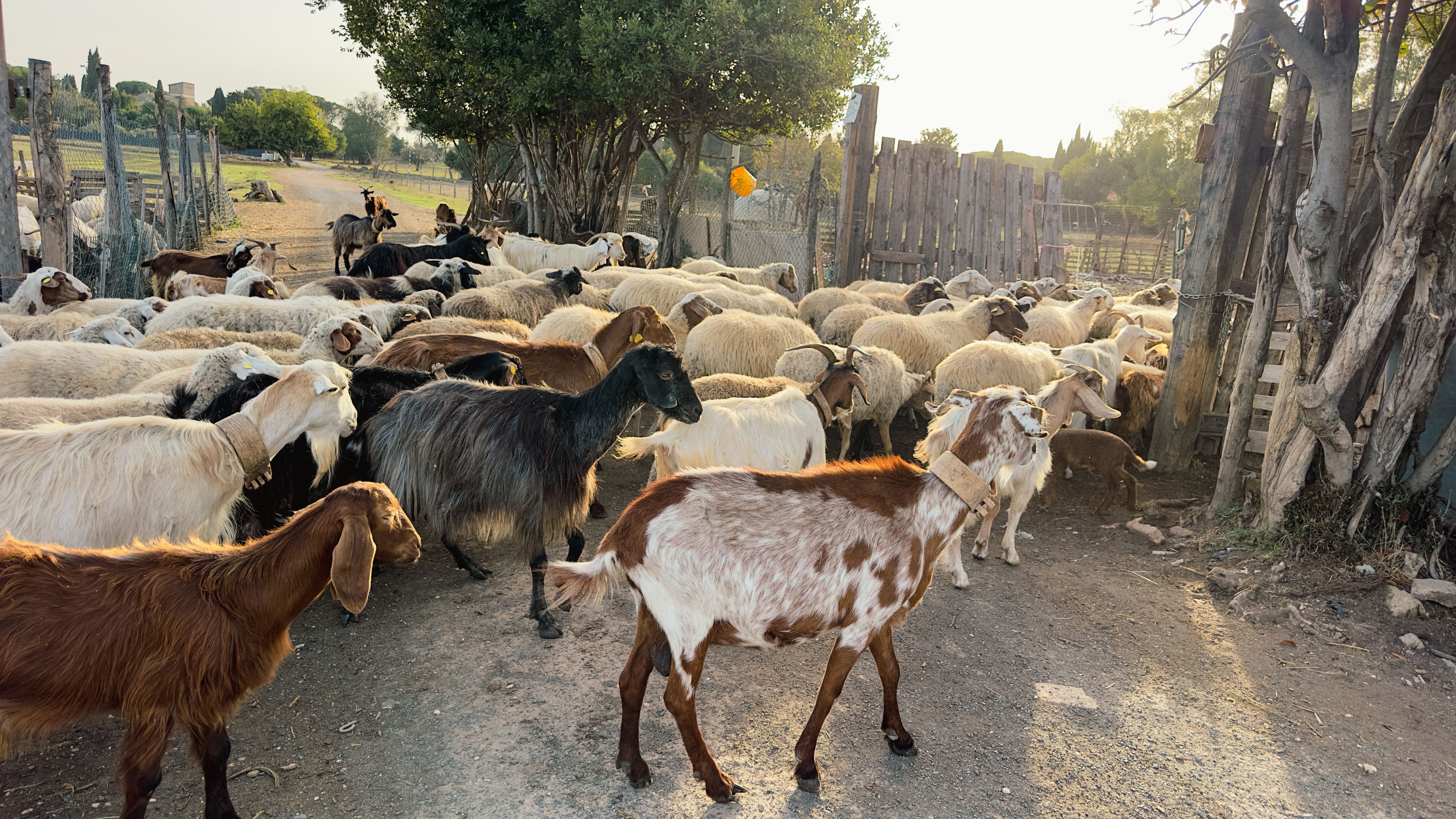 Herd of Goats in Italy Near Rome on the Appian Way and the Ancient Roman Aqueducts