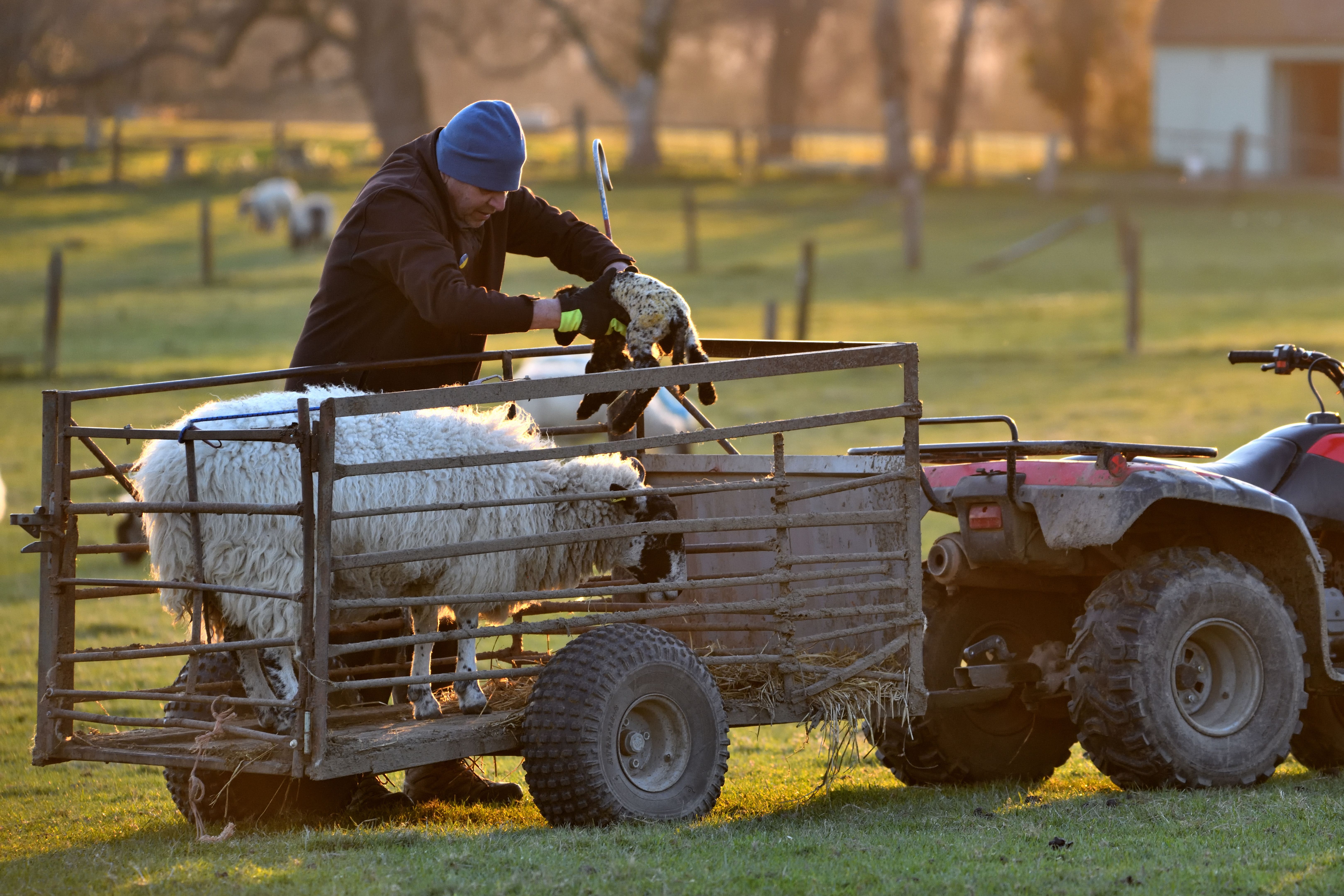 Shepherd placing newborn lamb in a trailer, Sussex UK