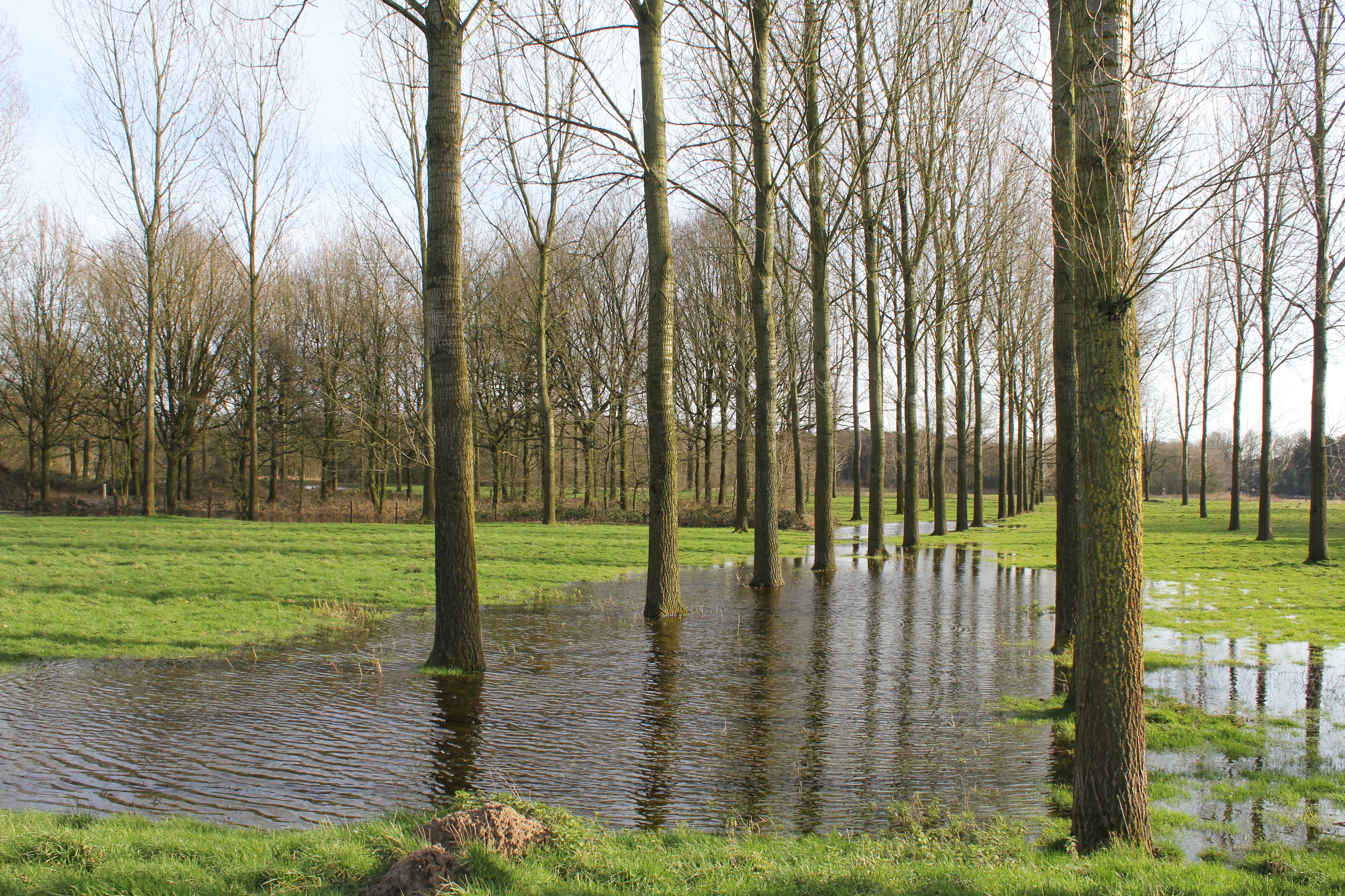 water geven bomen