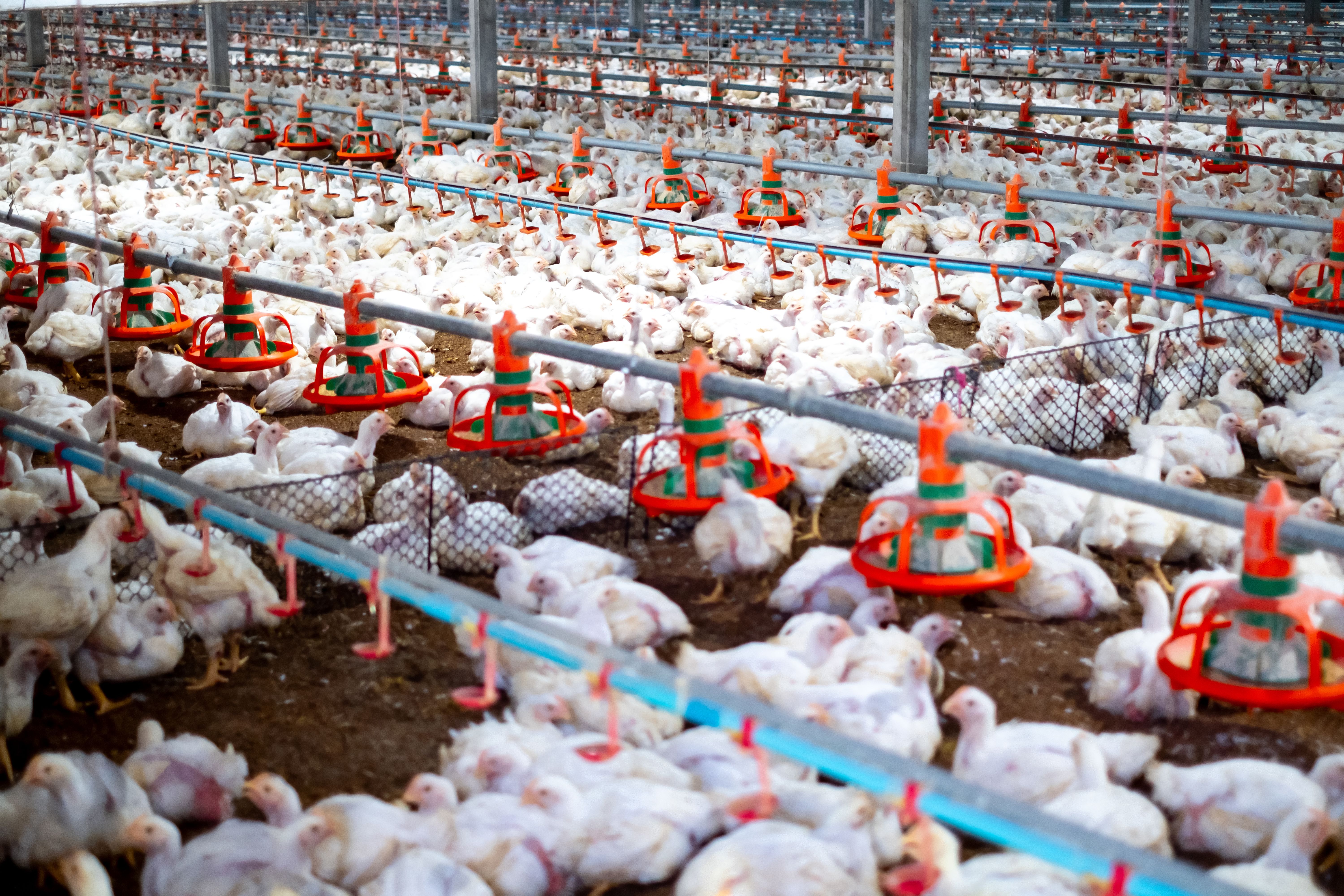 poultry farm