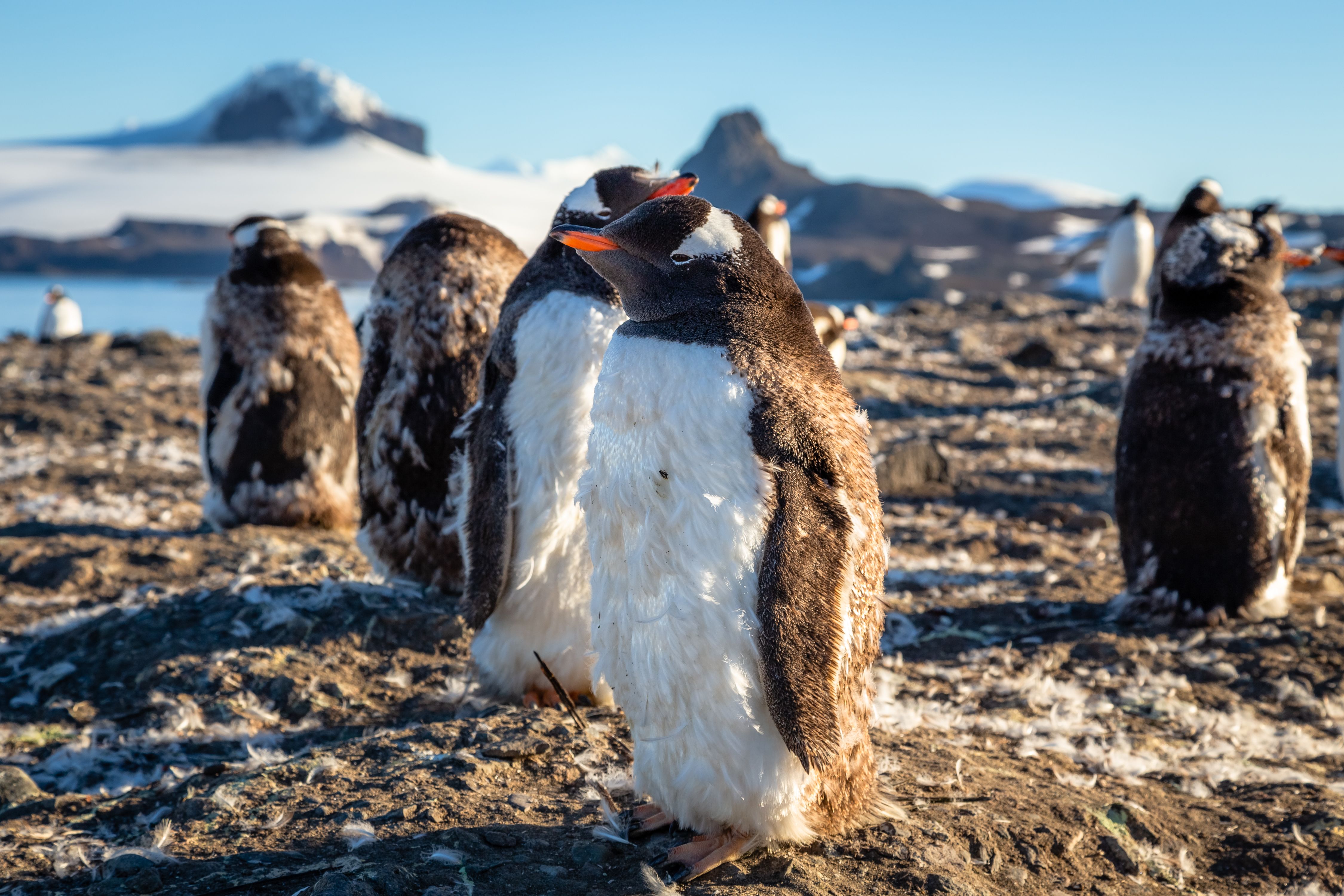 pudgy penguins