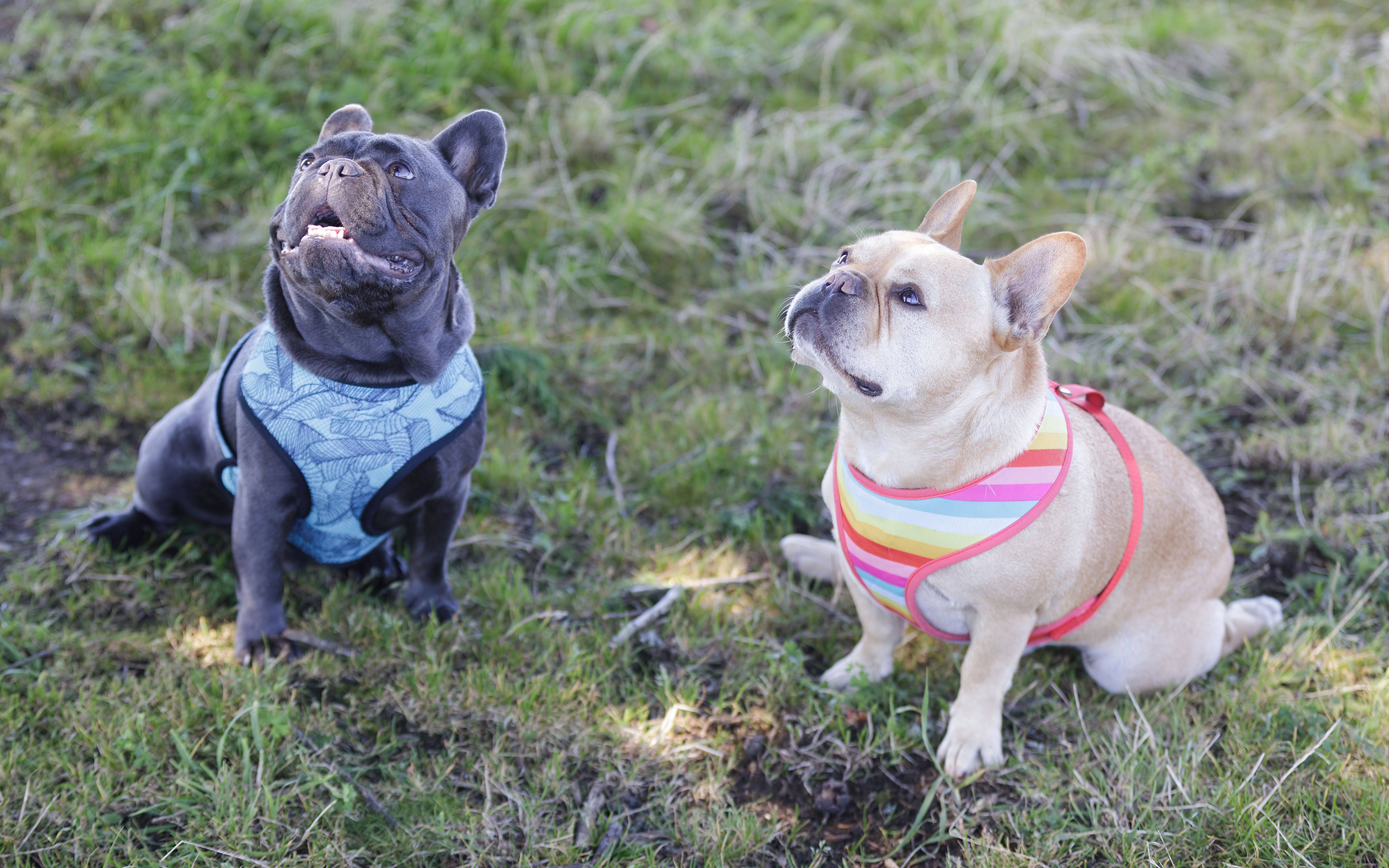 Red Tan (right) and Blue Isabella (left) Frenchies Begging for Treat Red Tan (right) and Blue Isabella (left) Frenchies Begging for Treat