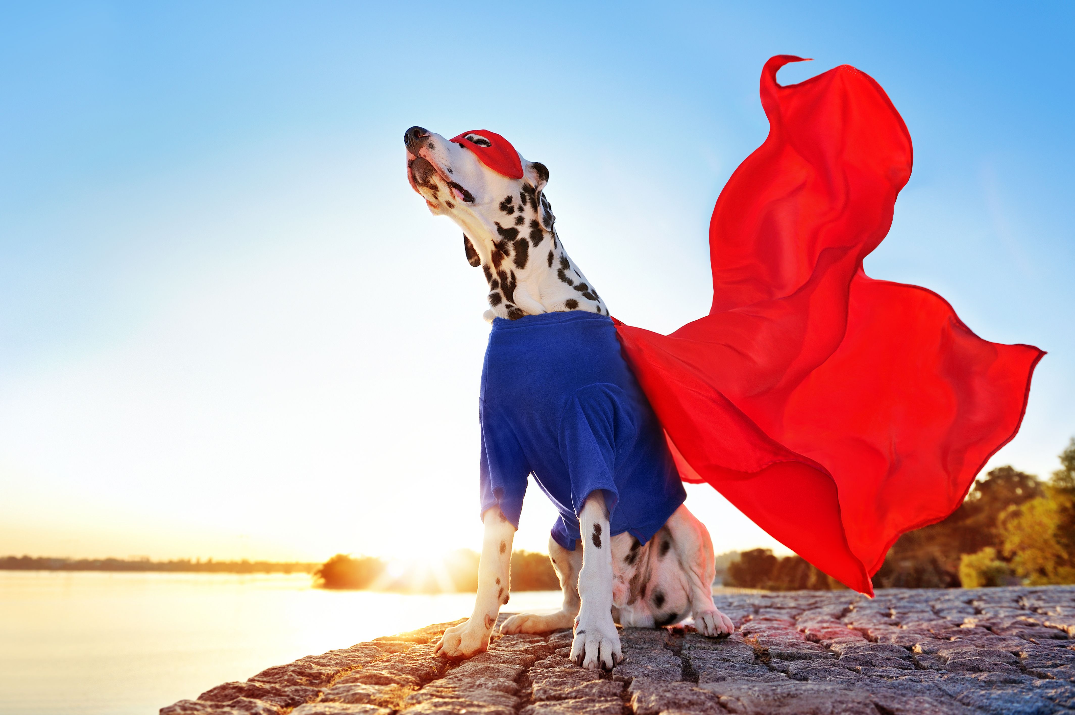 premier-dog-training-program-in-salt-lake-city