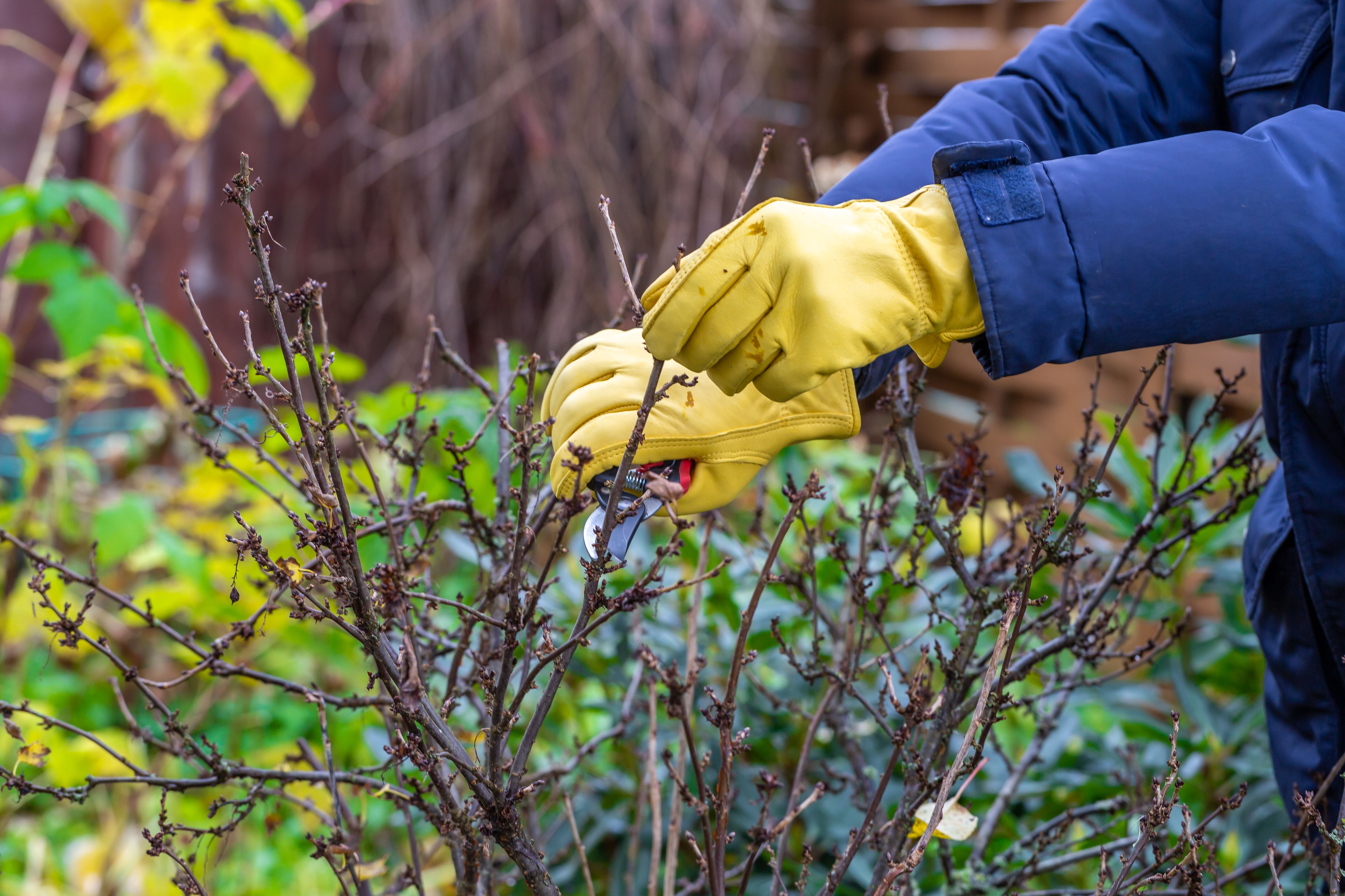 Klargørring af haven til efteråret - beskærring af ribsbusk