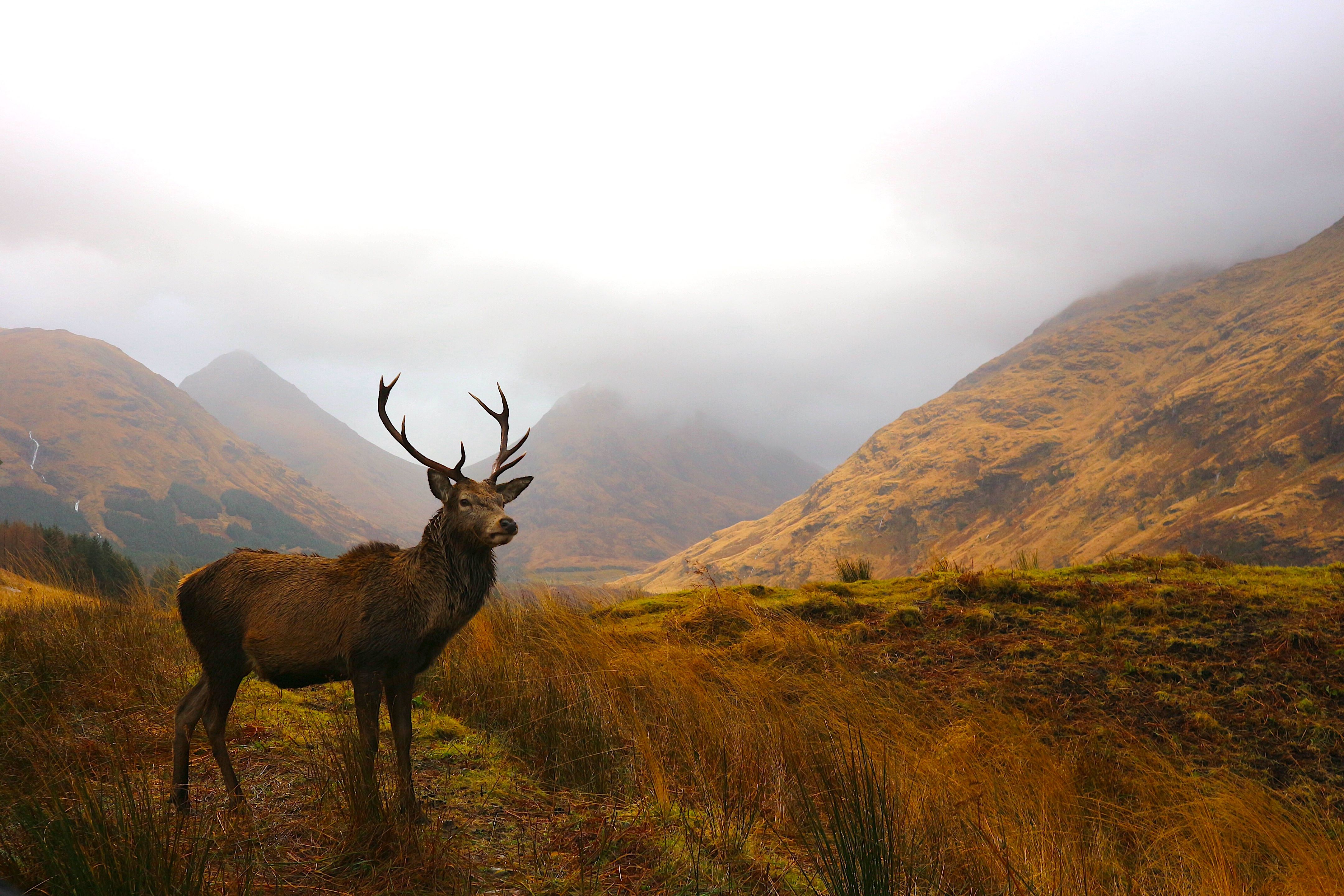 Majestic Stag in Glencoe Scotland