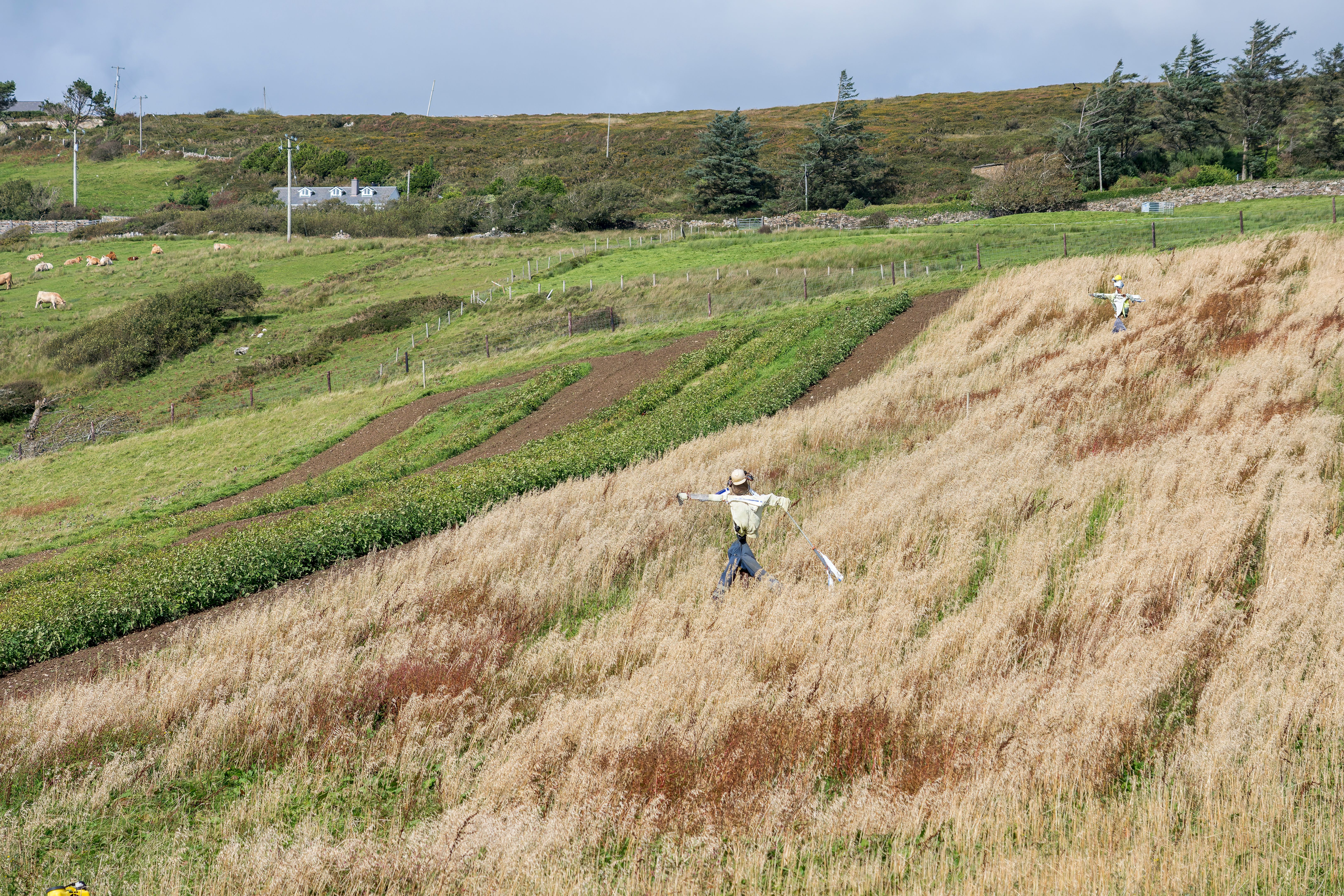 Surroundings of Clifden Castle in Ireland: green grass with two scarecrows.