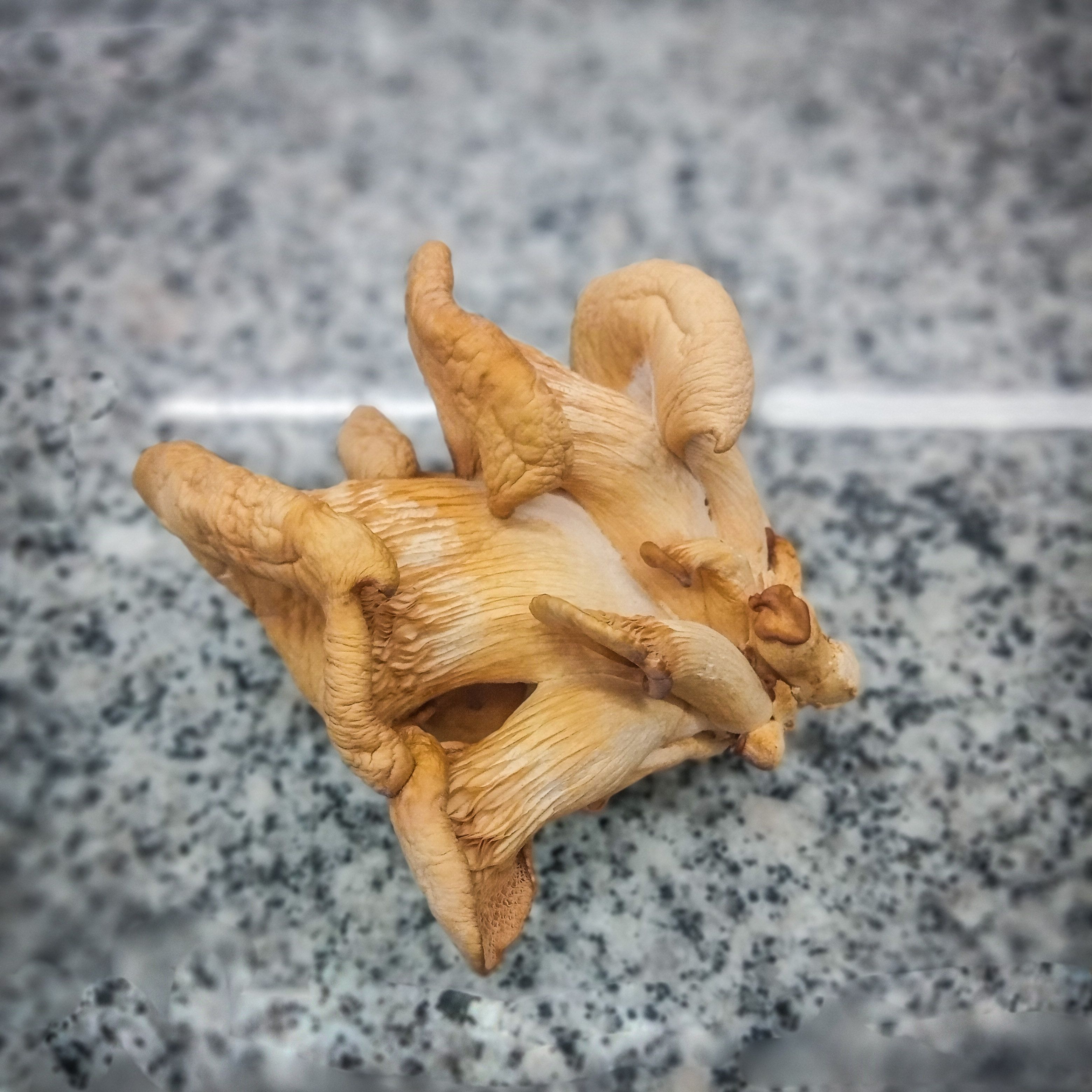 scientific research mushrooms