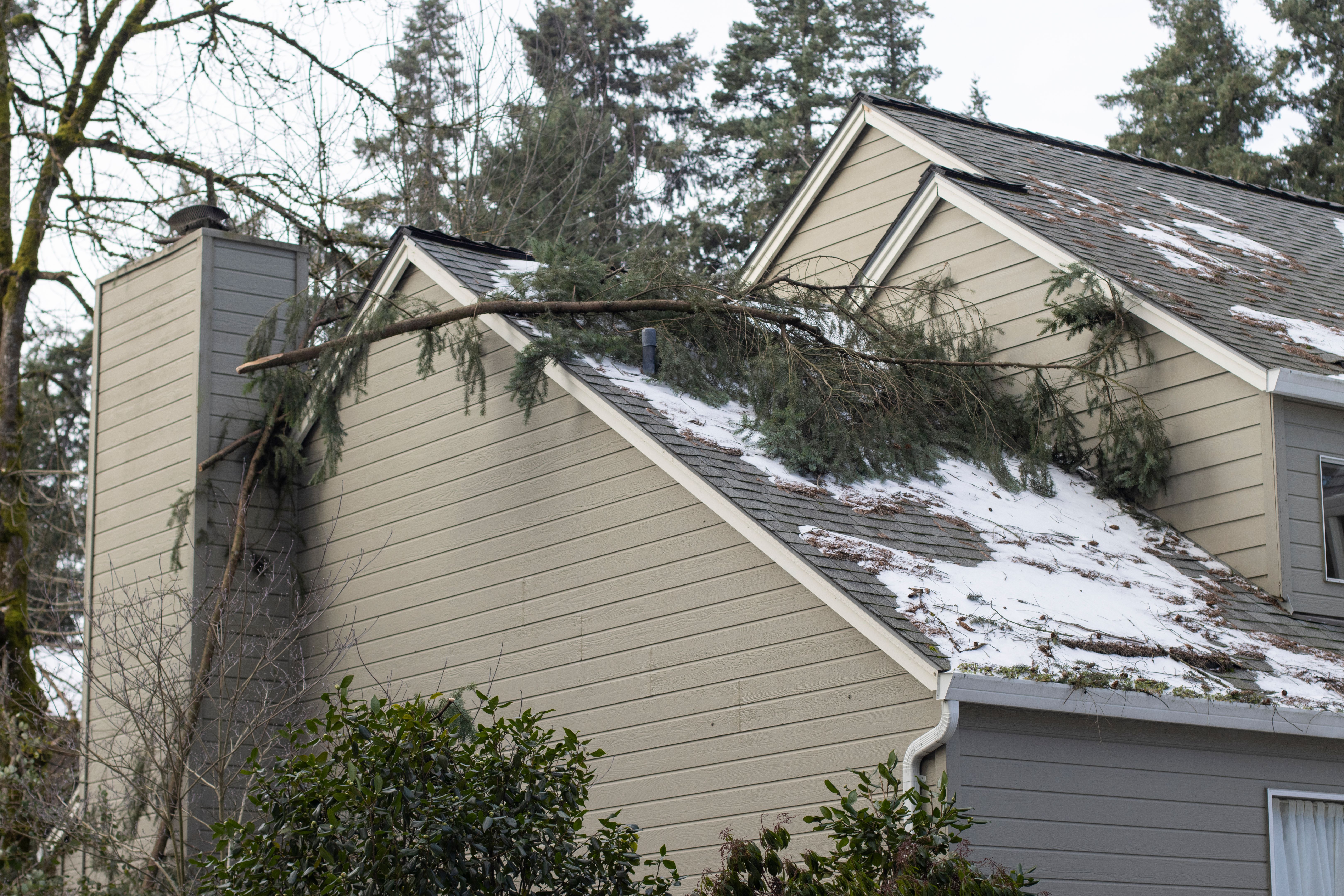 tree branches near roof
