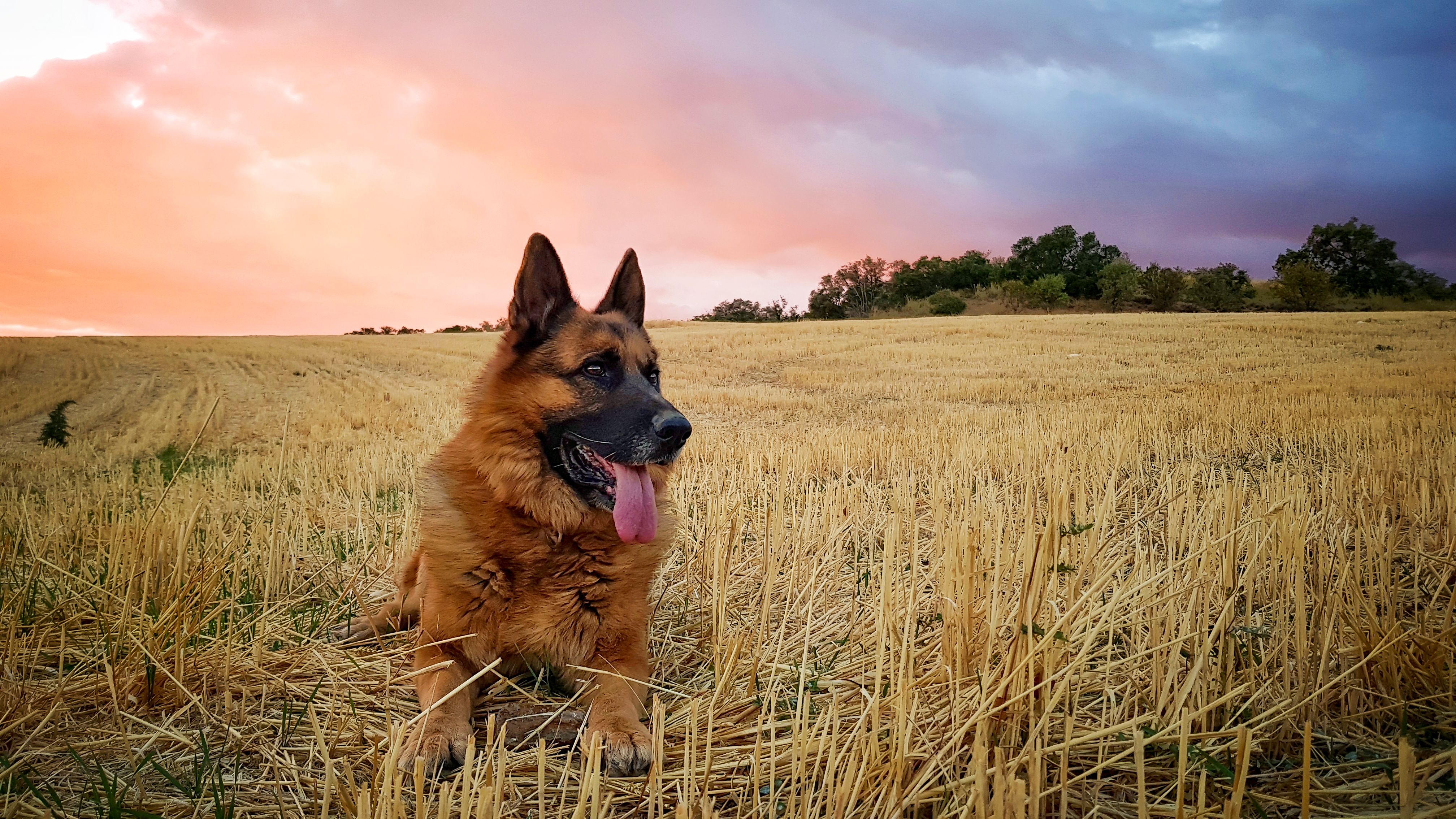 healthy german shepherd
