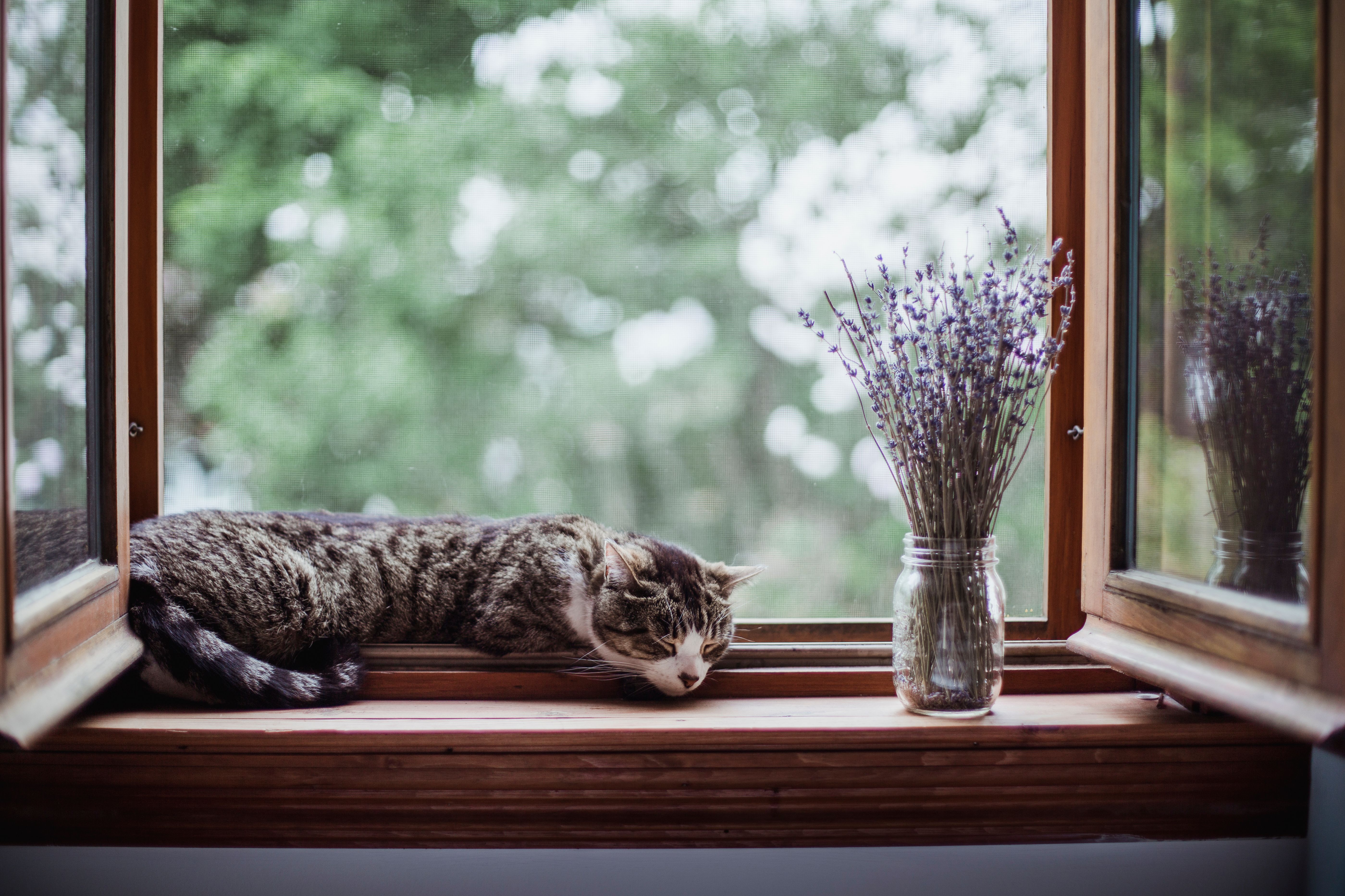 calm pet environment