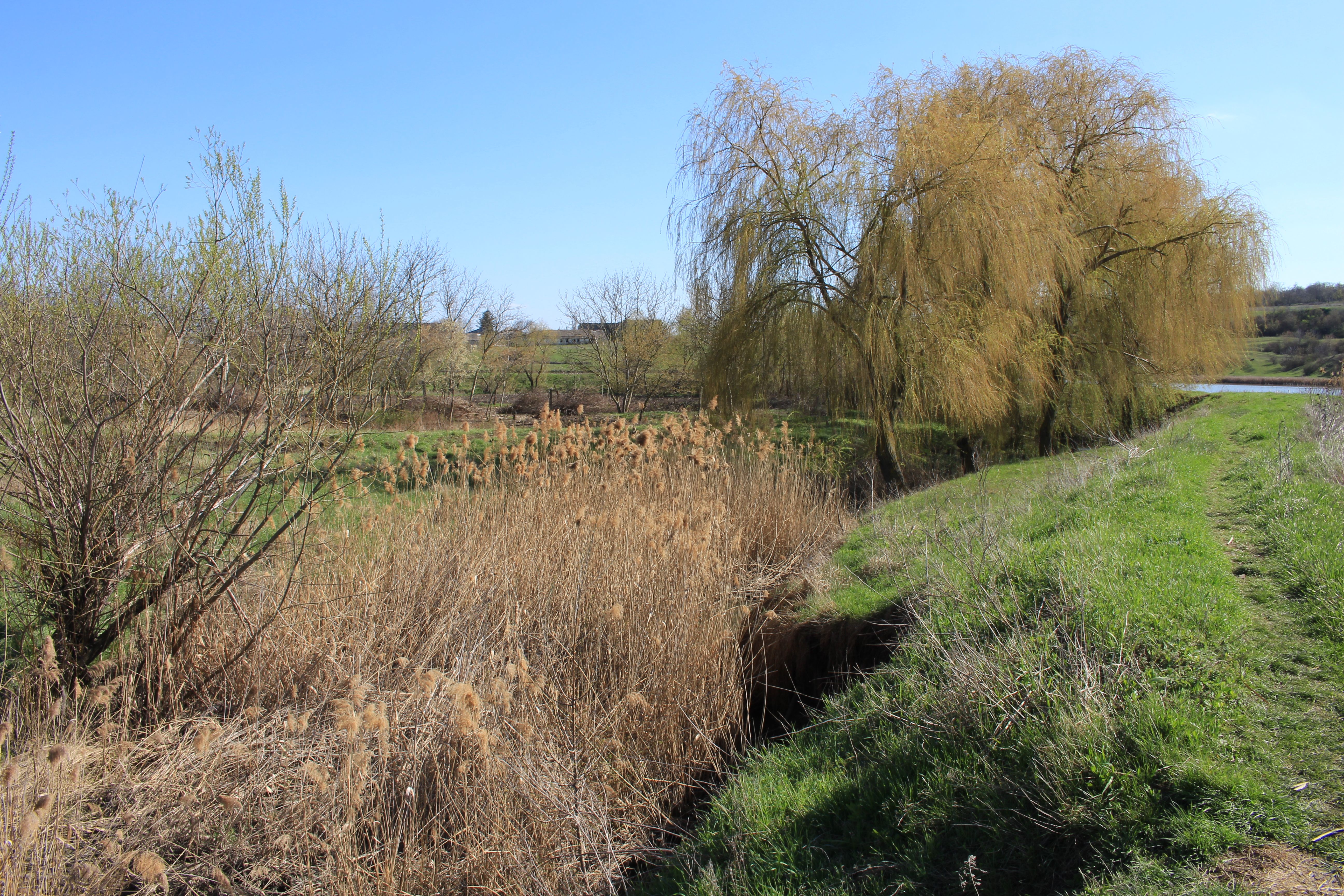 summer palmerston north