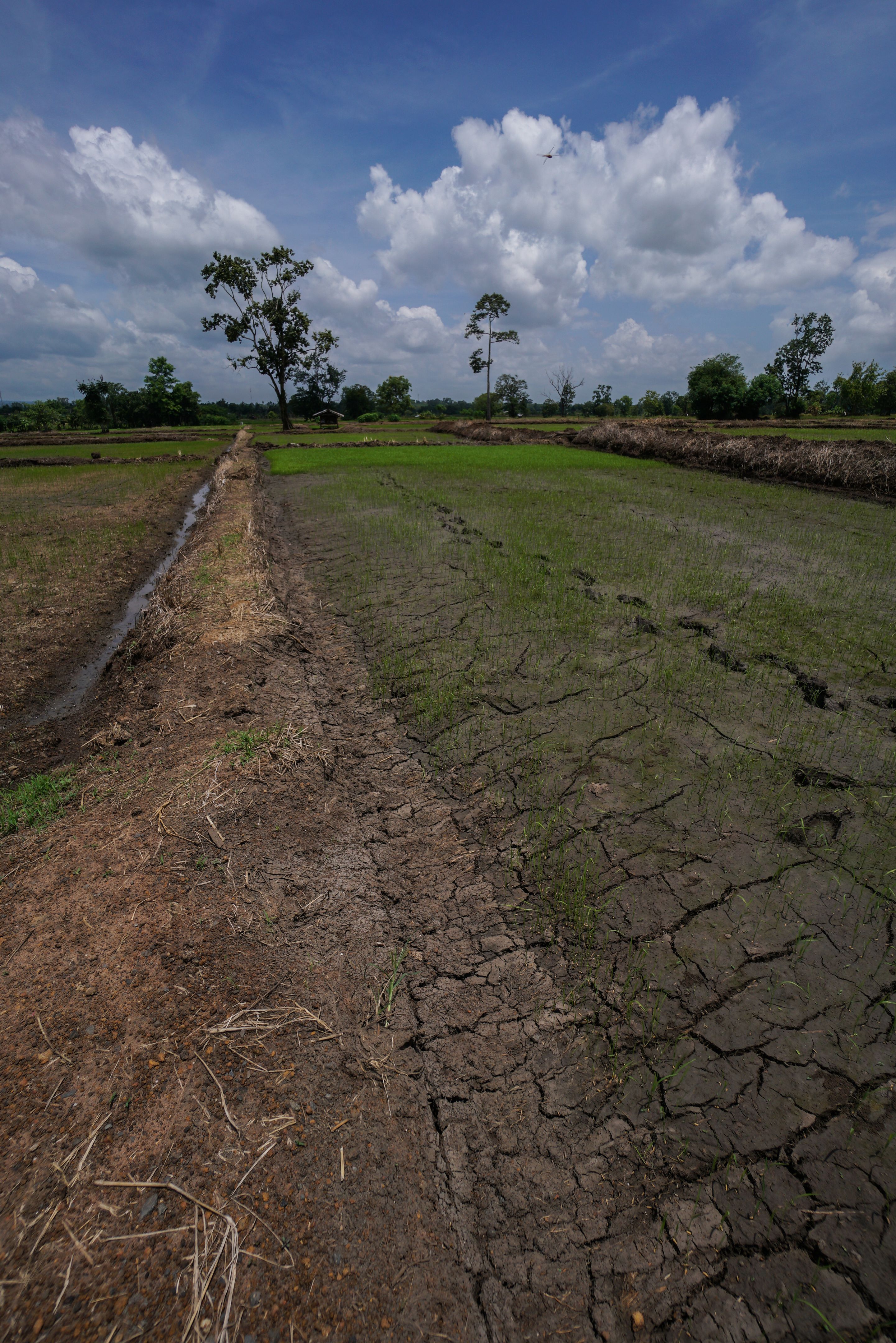 Irrigation channels used for rice paddy fields for food and animal feed production